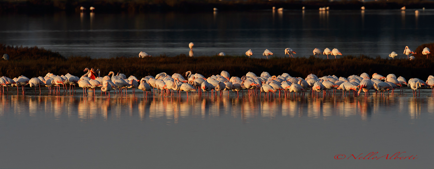 sunset on the lagoon of Orbetello