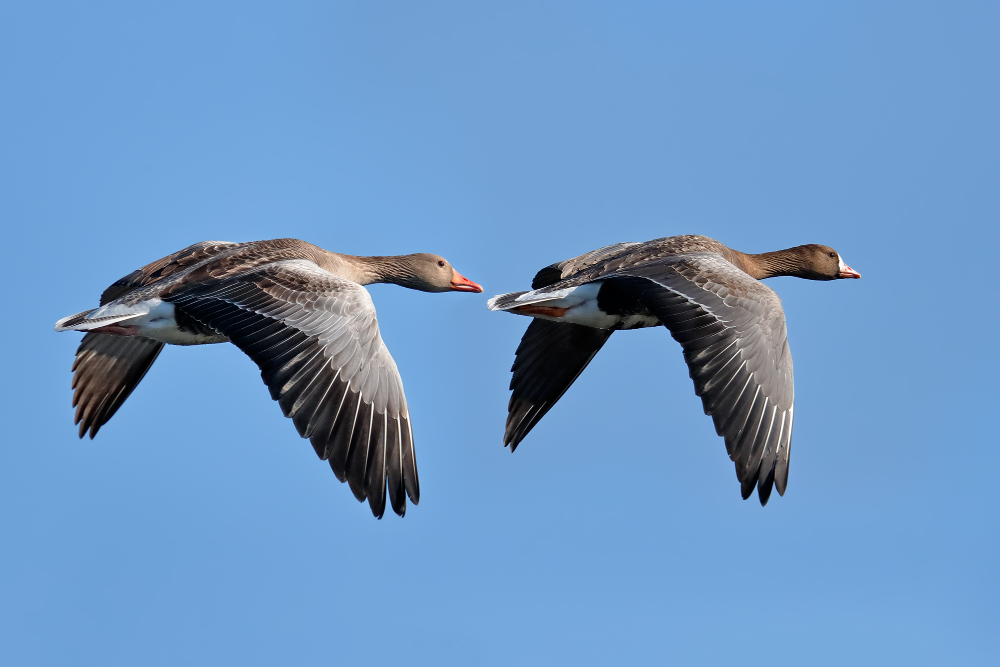 Oca selvatica e oca lombardella