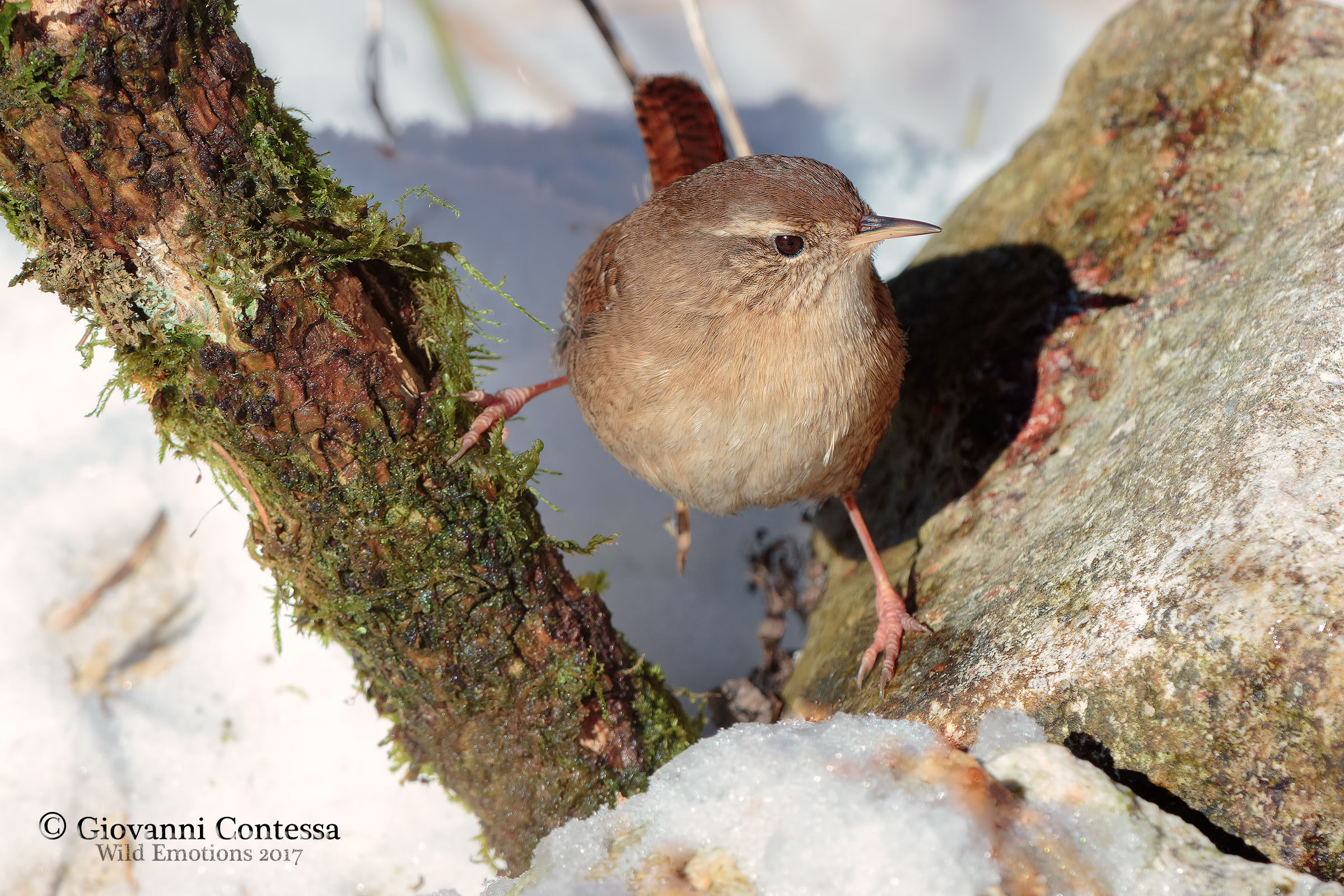 wren
