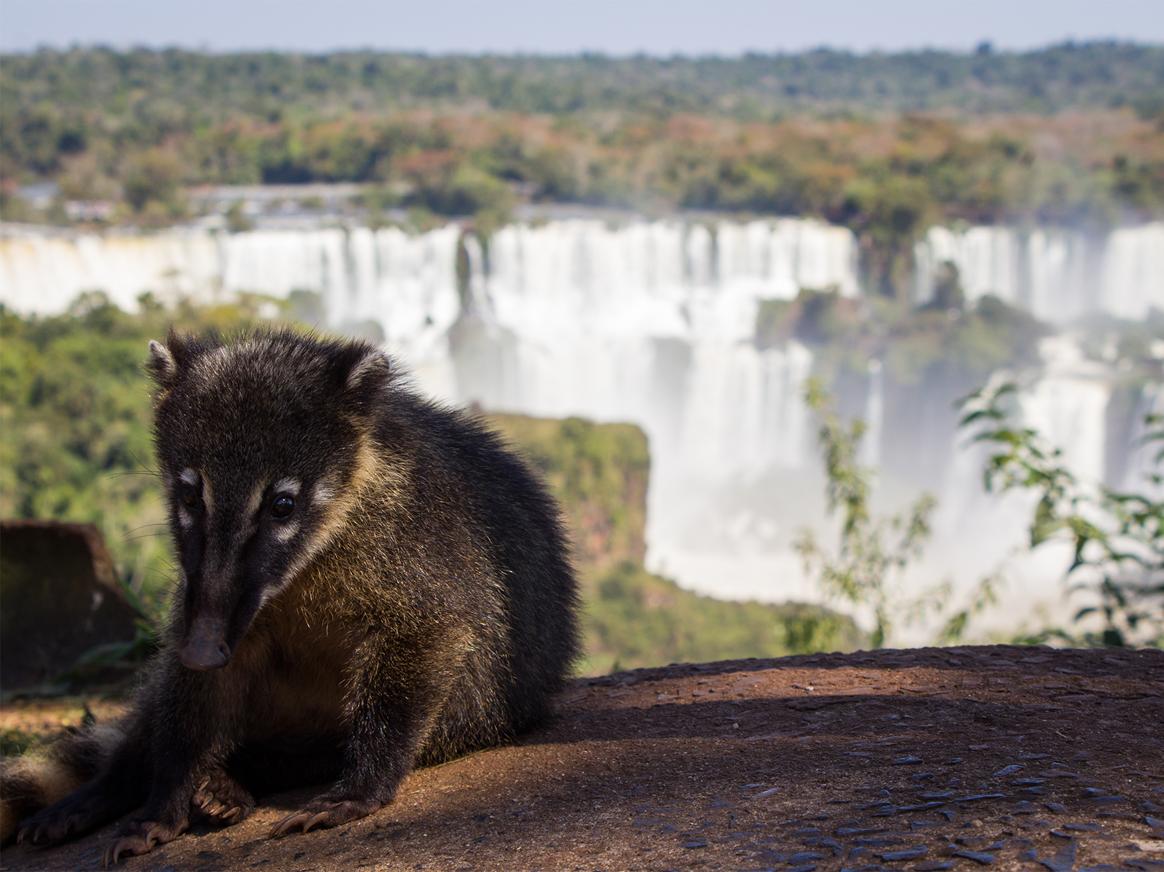 coati alle cascate iguazu