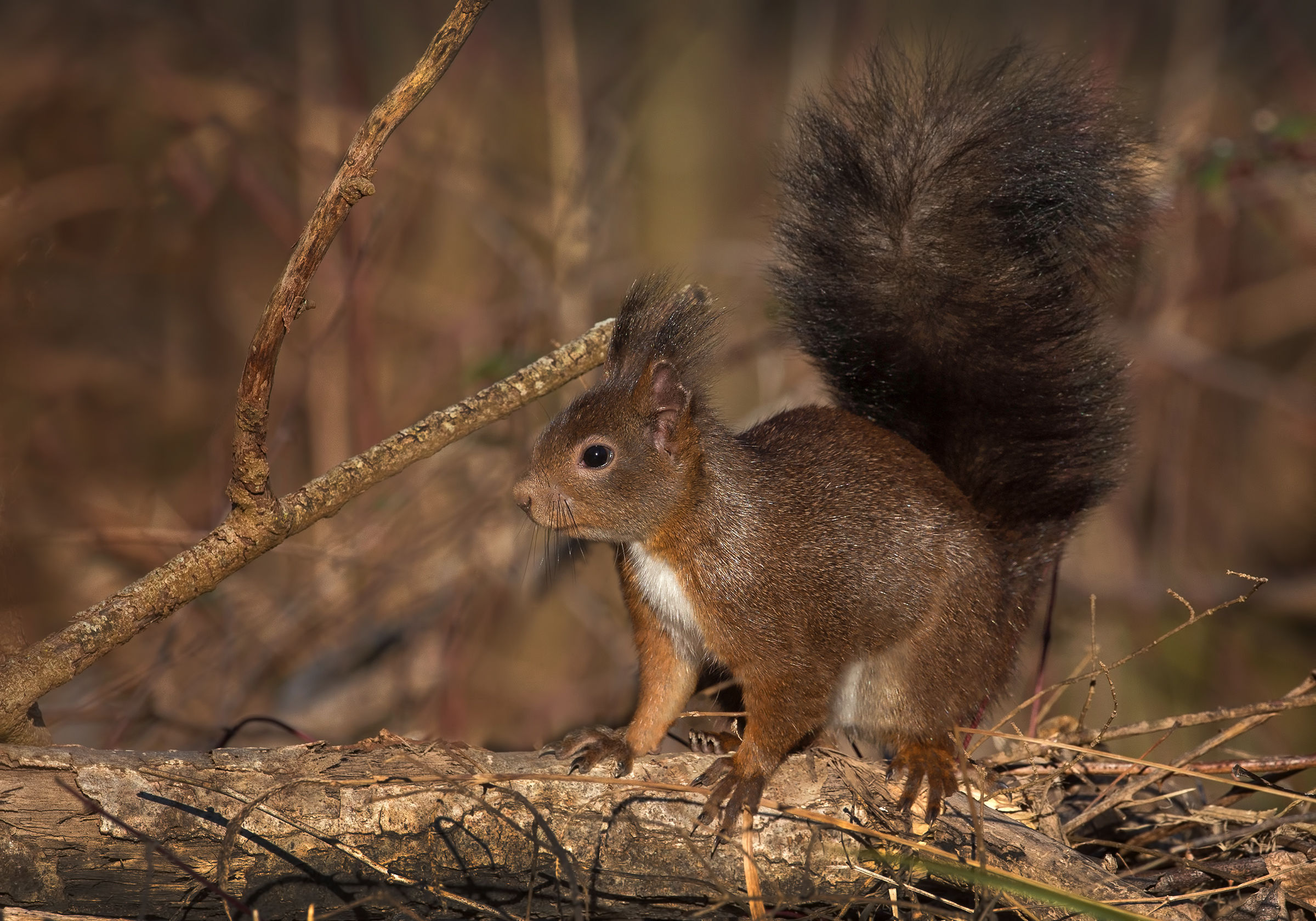 red squirrel