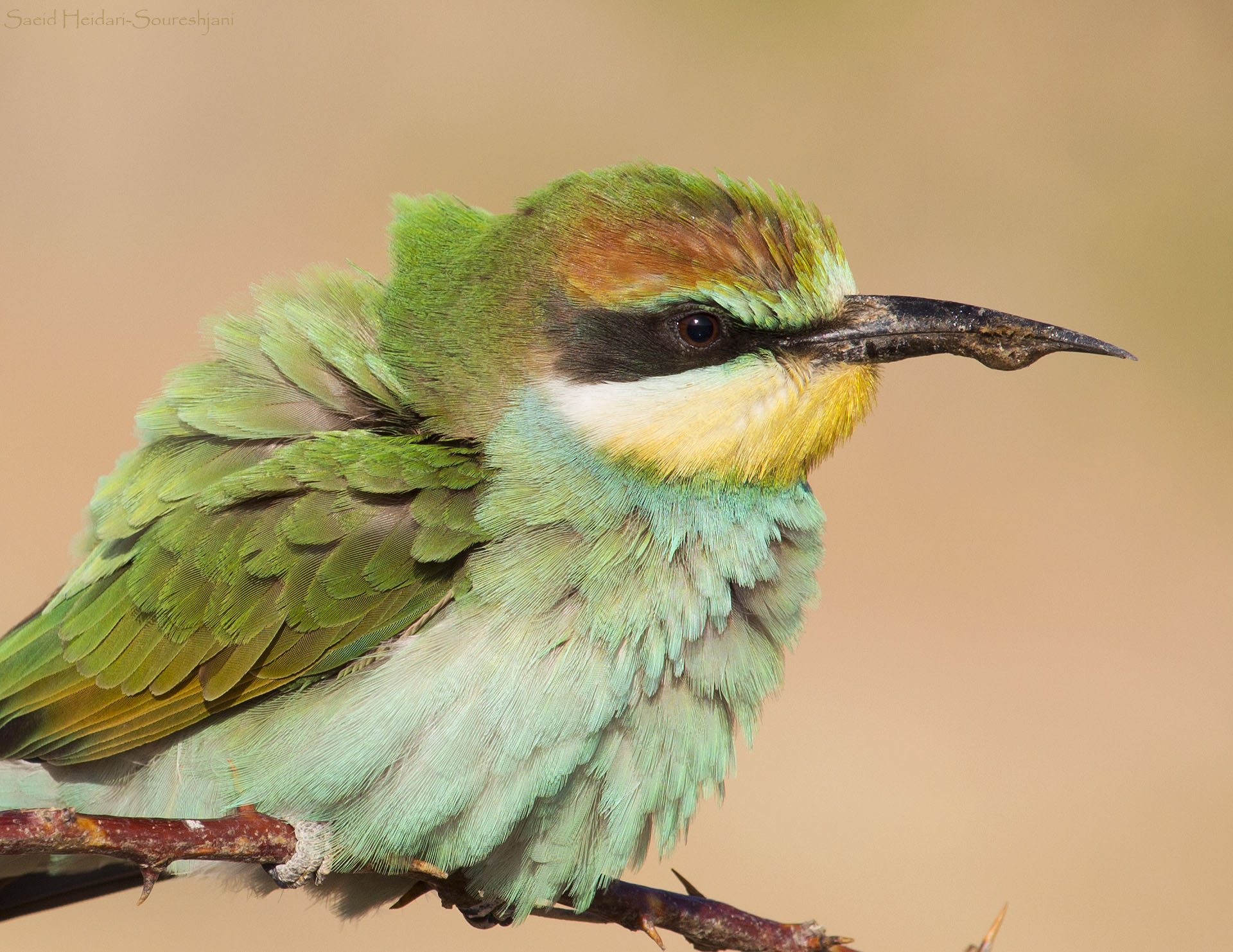 Bee eater