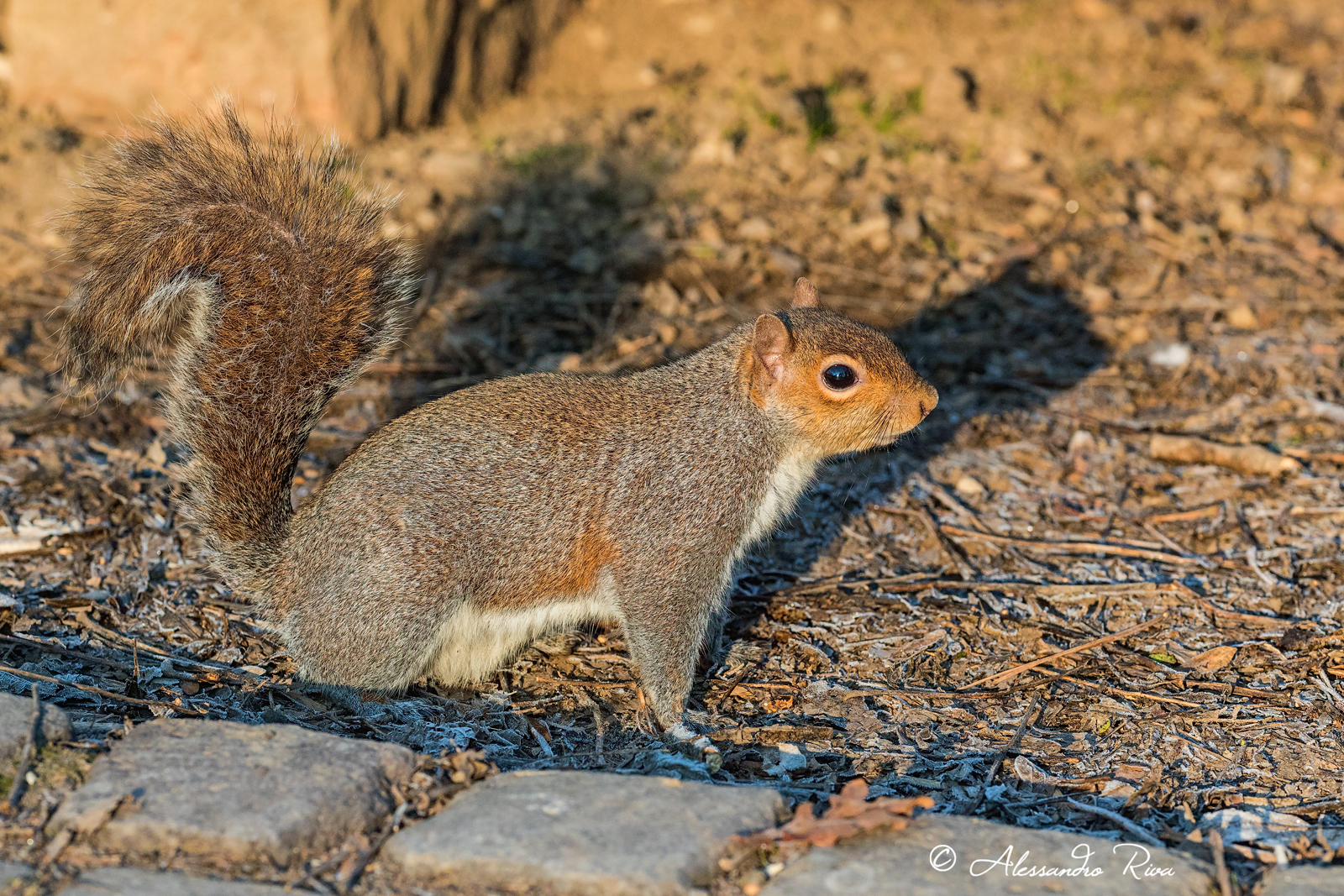 Grey squirrel