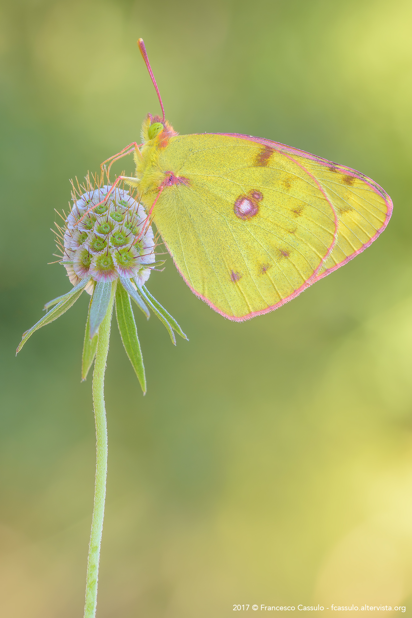 Colias croceus (Geoffroy, 1785)