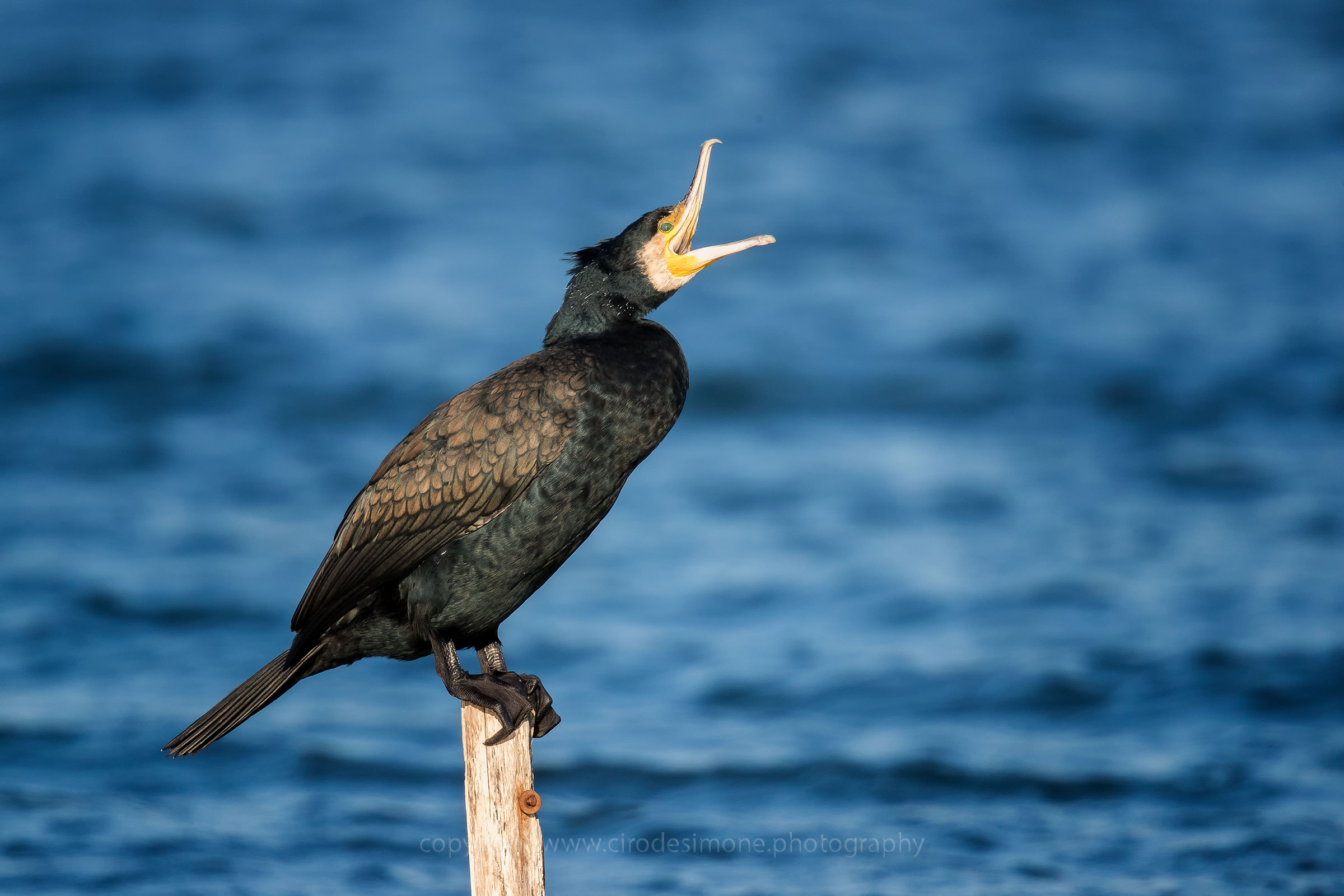 L'urlo del cormorano
