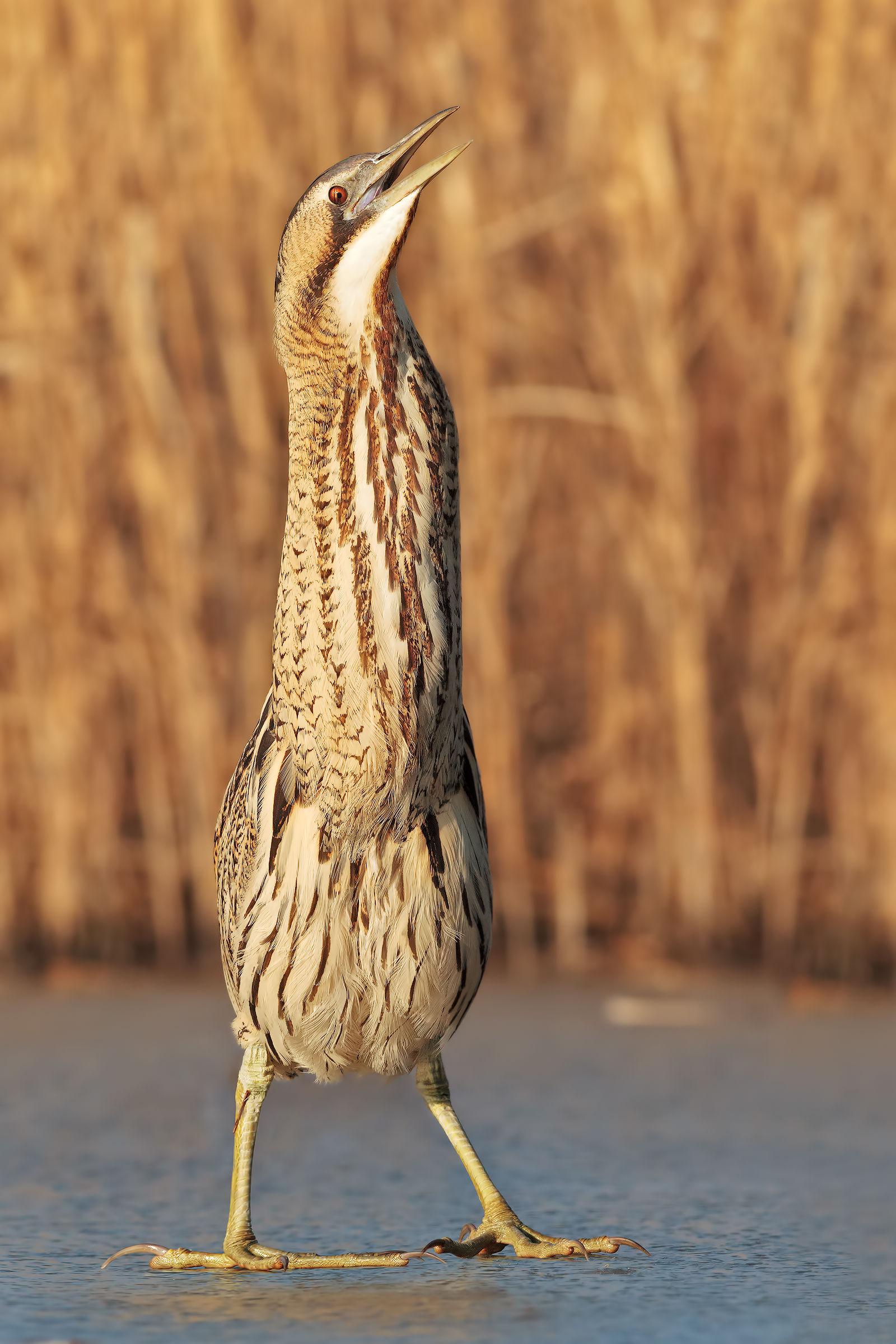 Tarabuso nella sua espressione