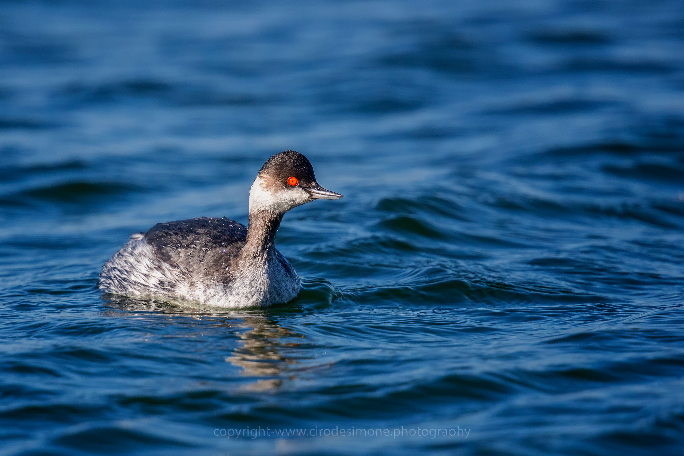 Black-necked Grebe