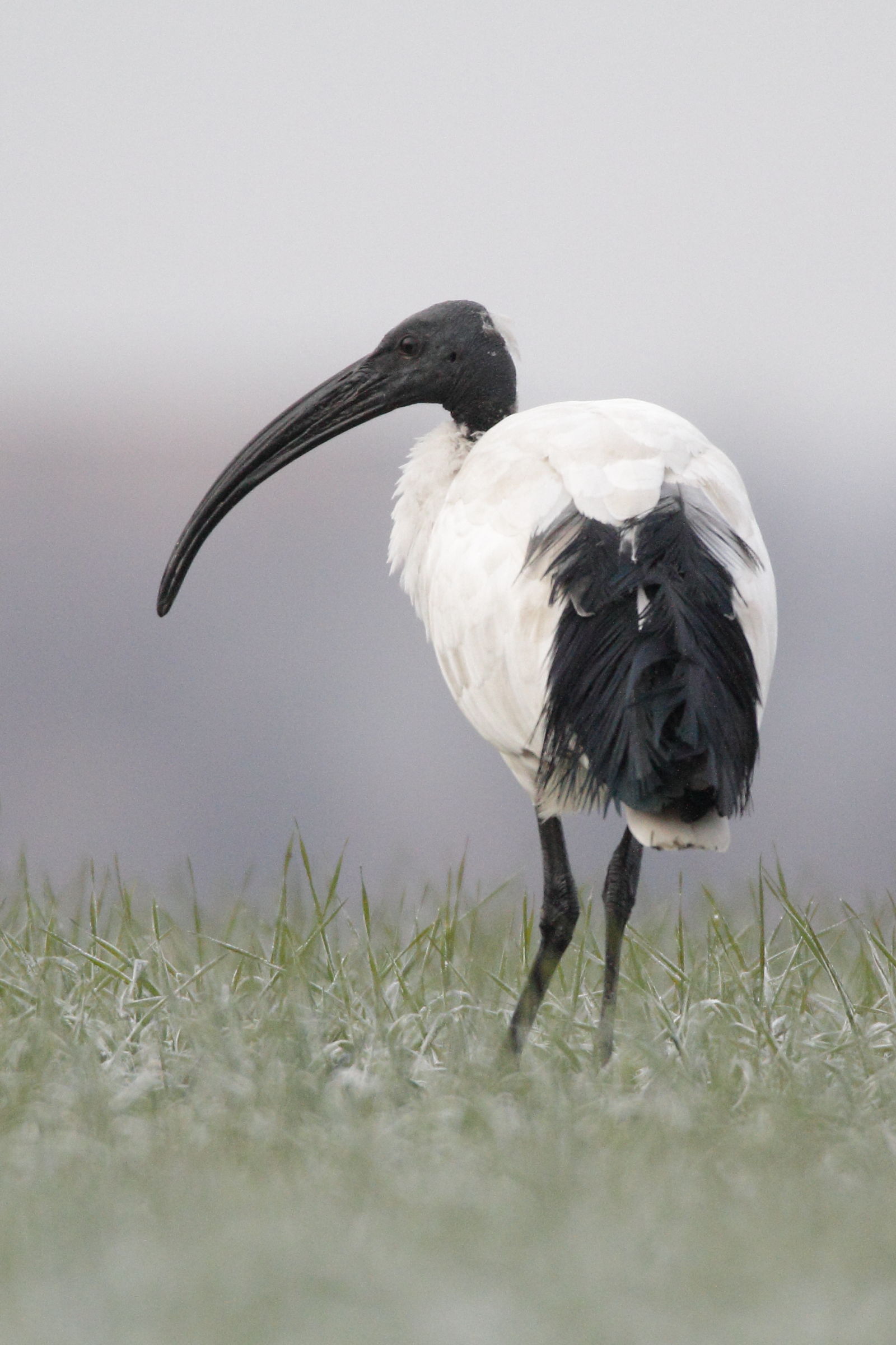 Sacred Ibis (adult) profile