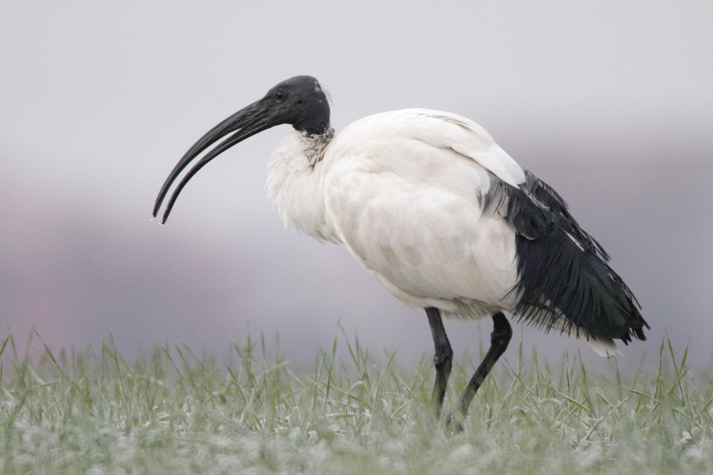 Sacred Ibis (adult) semi-open beak