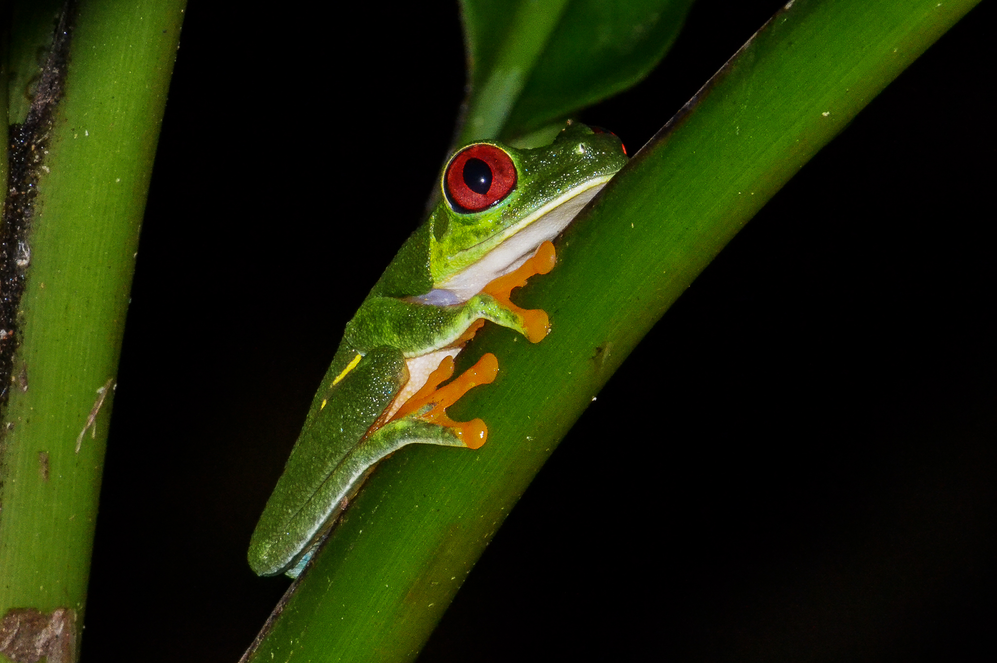 Agalychnis callidryas