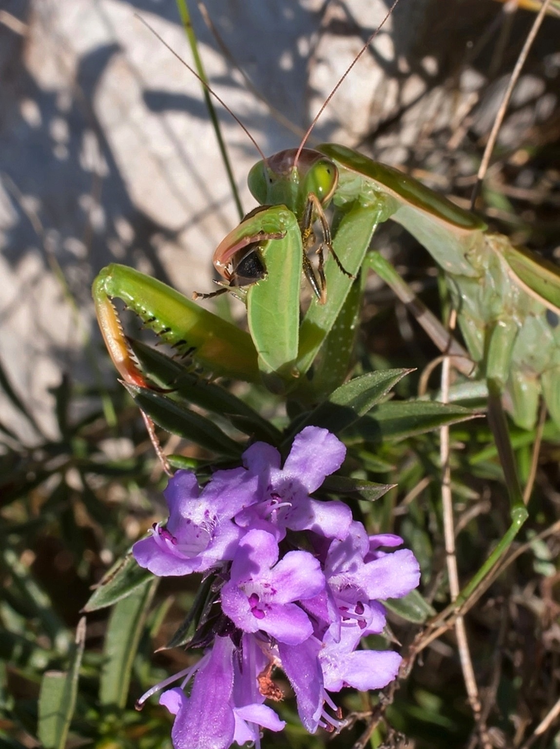 Mantis with prey