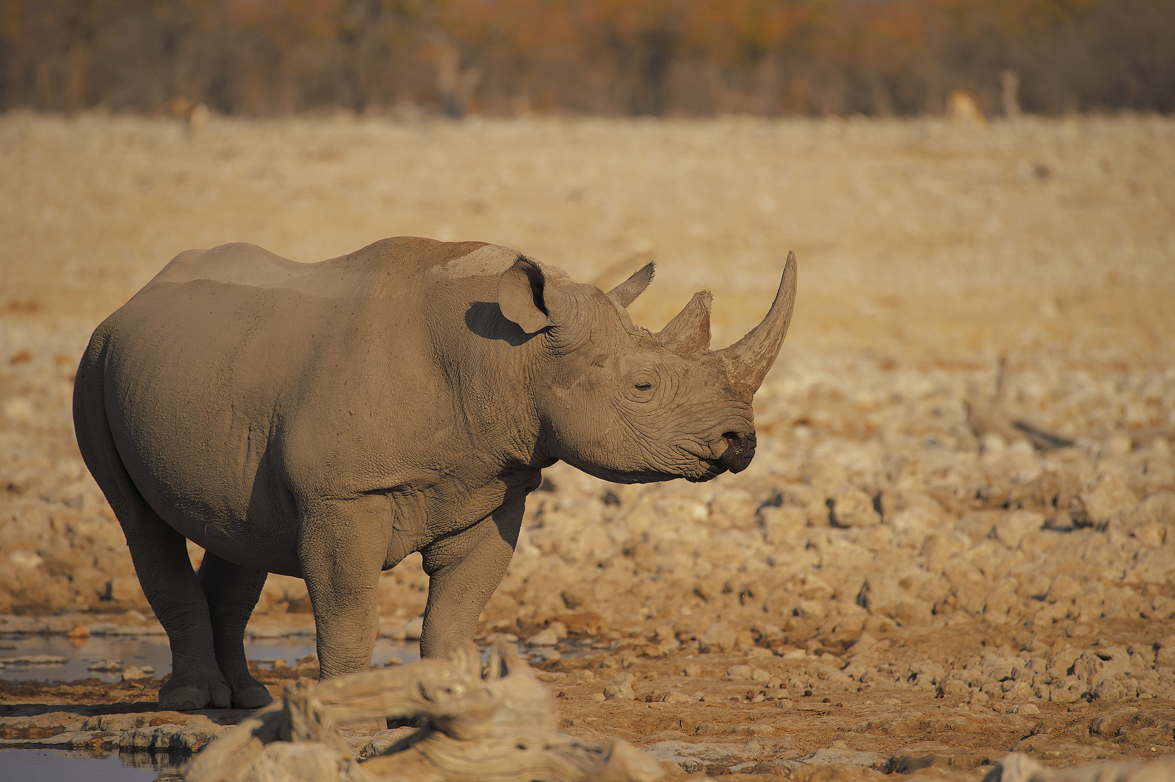 Sunset with Black Rhino