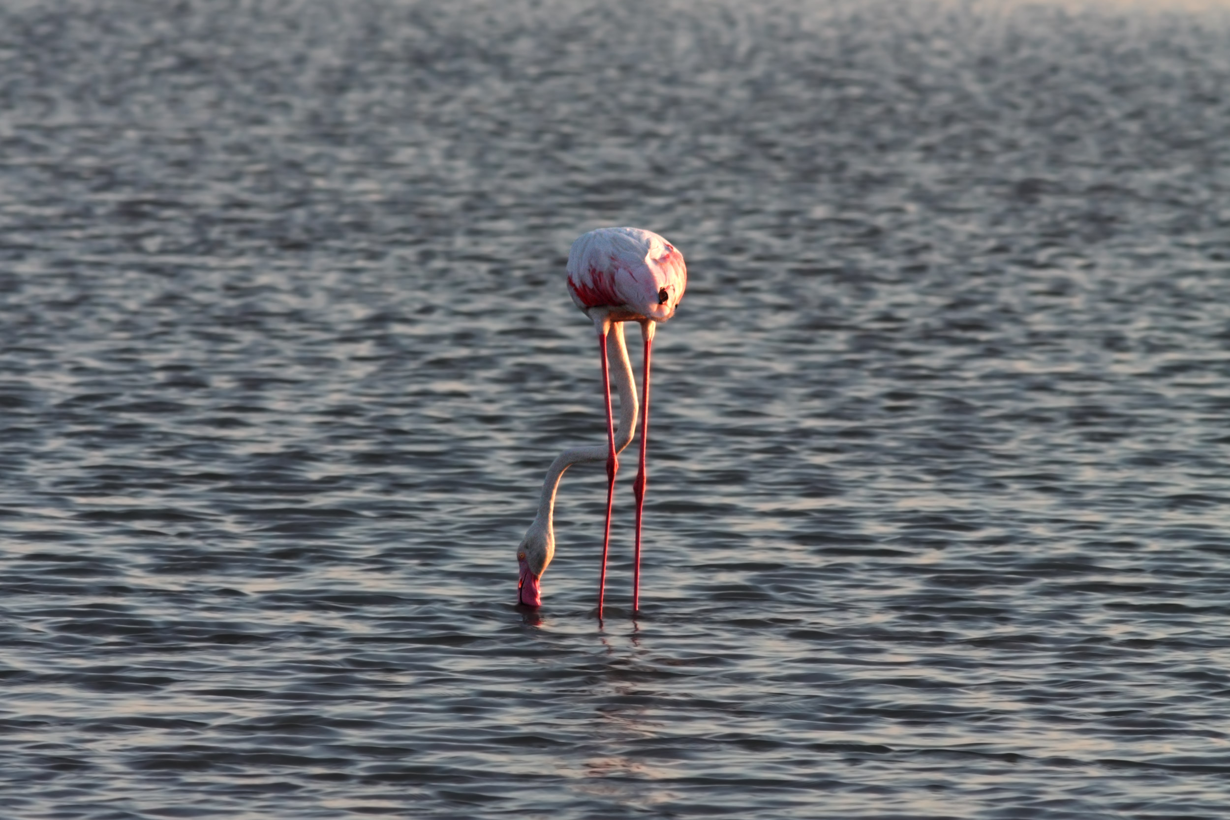 Ratrofenicottero ...