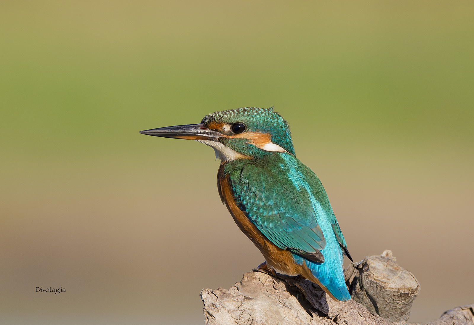 Kingfisher