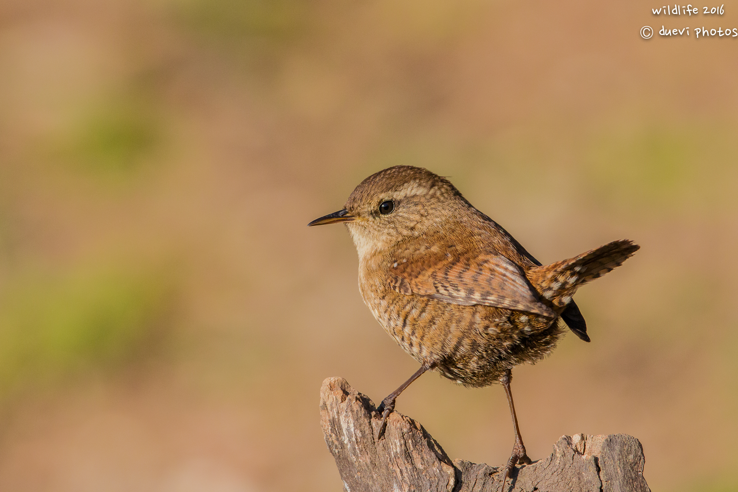 Wren