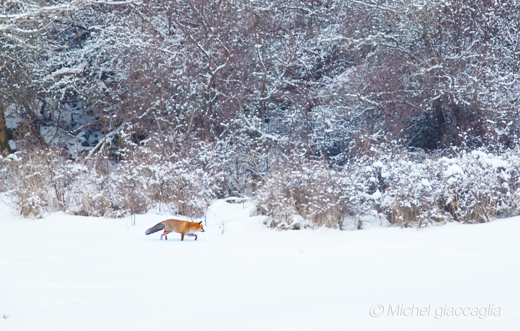 the forest border, fox hunting