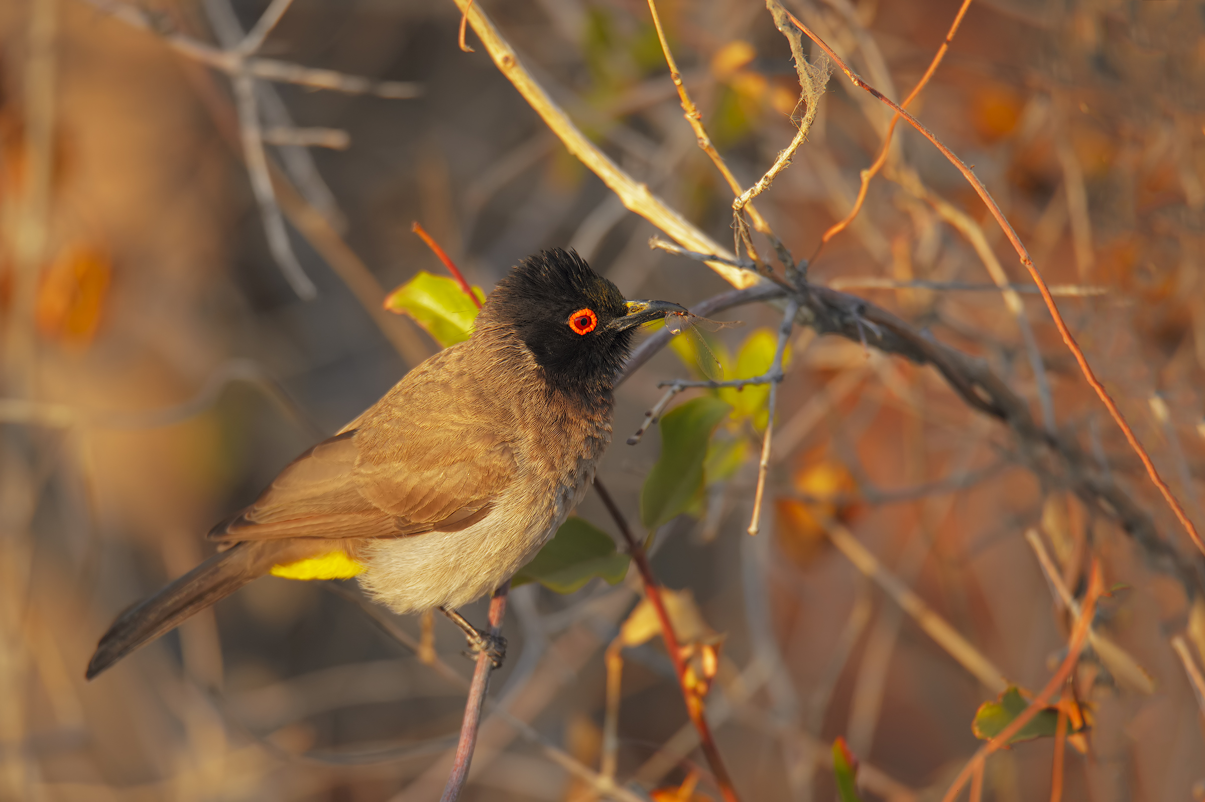 BulBul with prey
