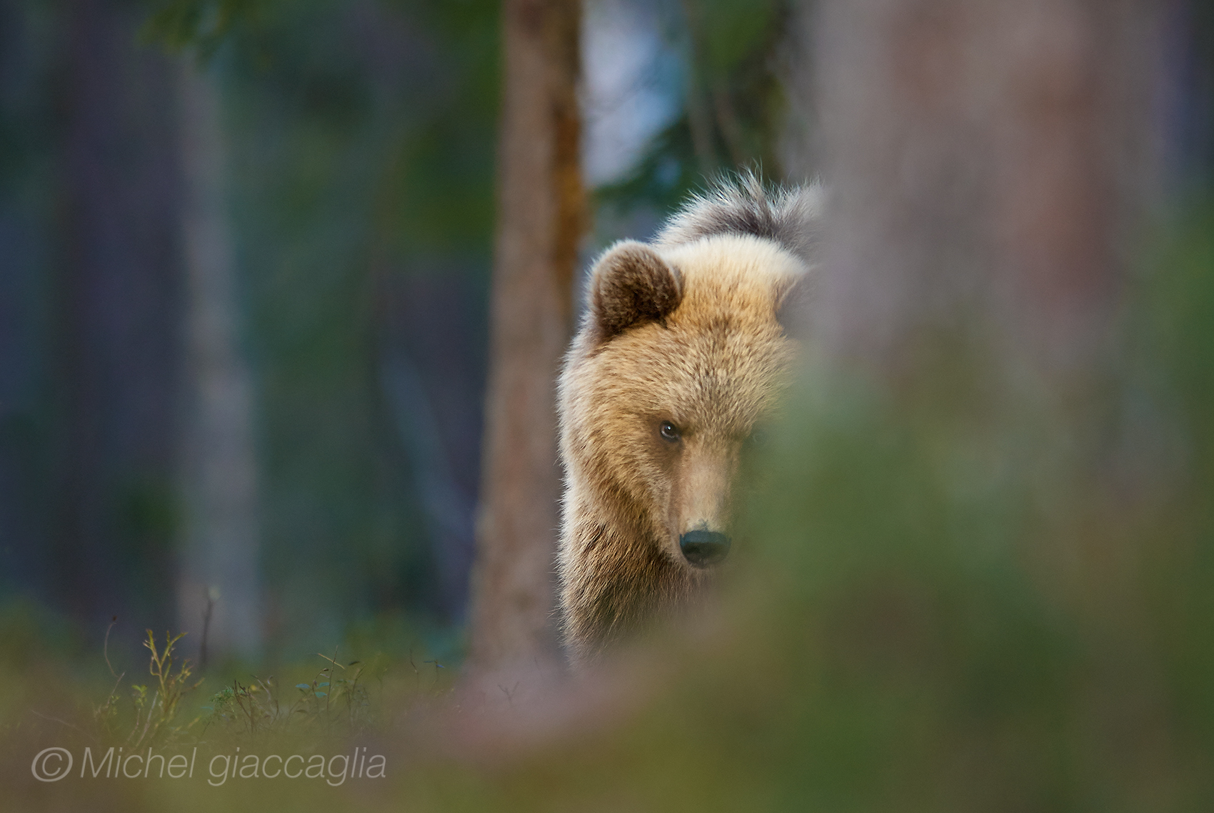 Close encounters of the bear kind