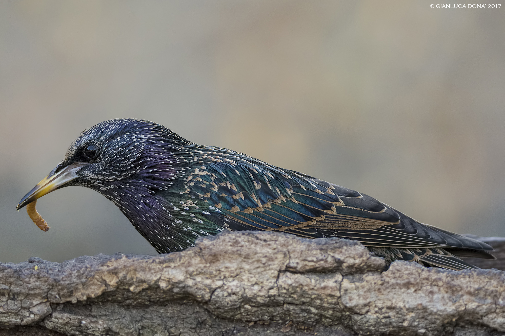 I colori dello storno