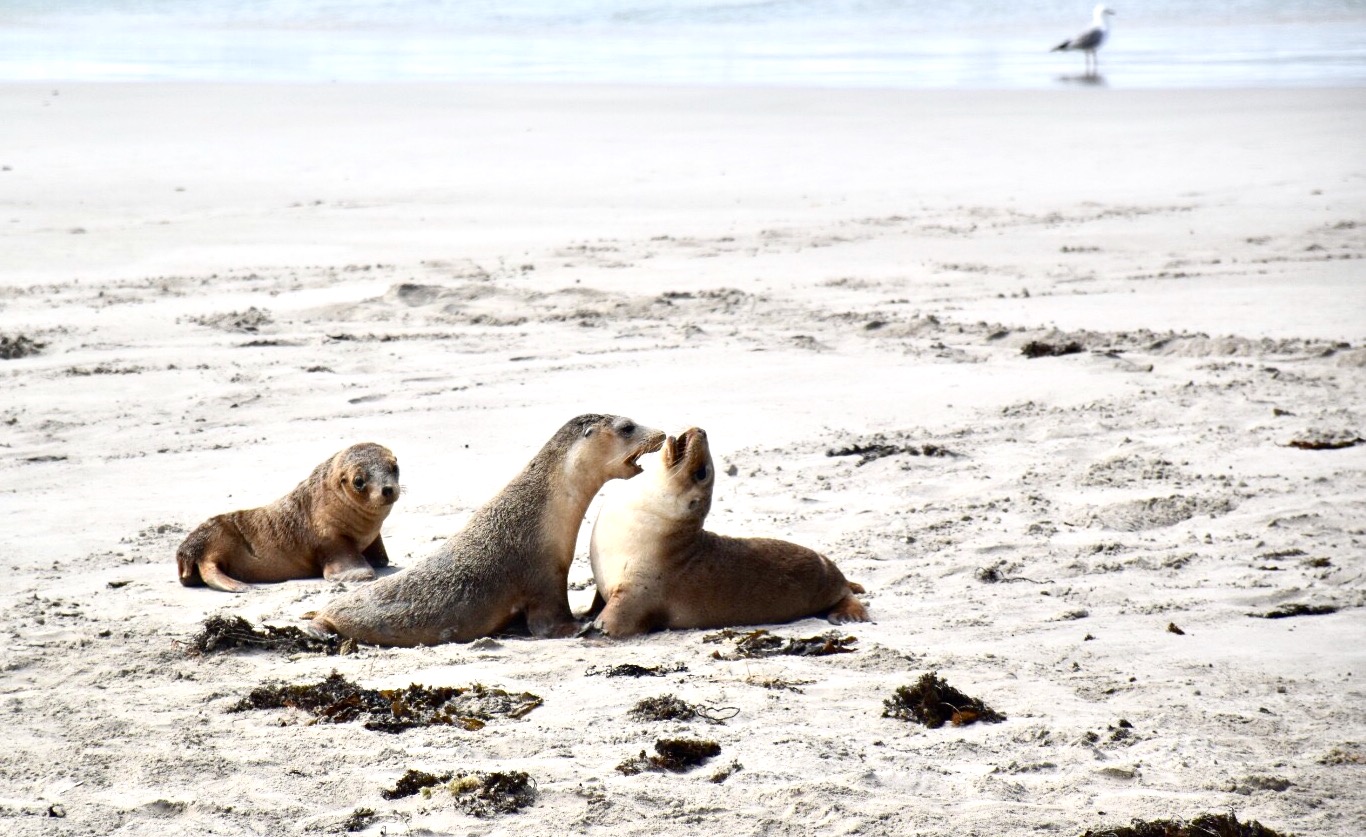 Voglio giocare anch'io!