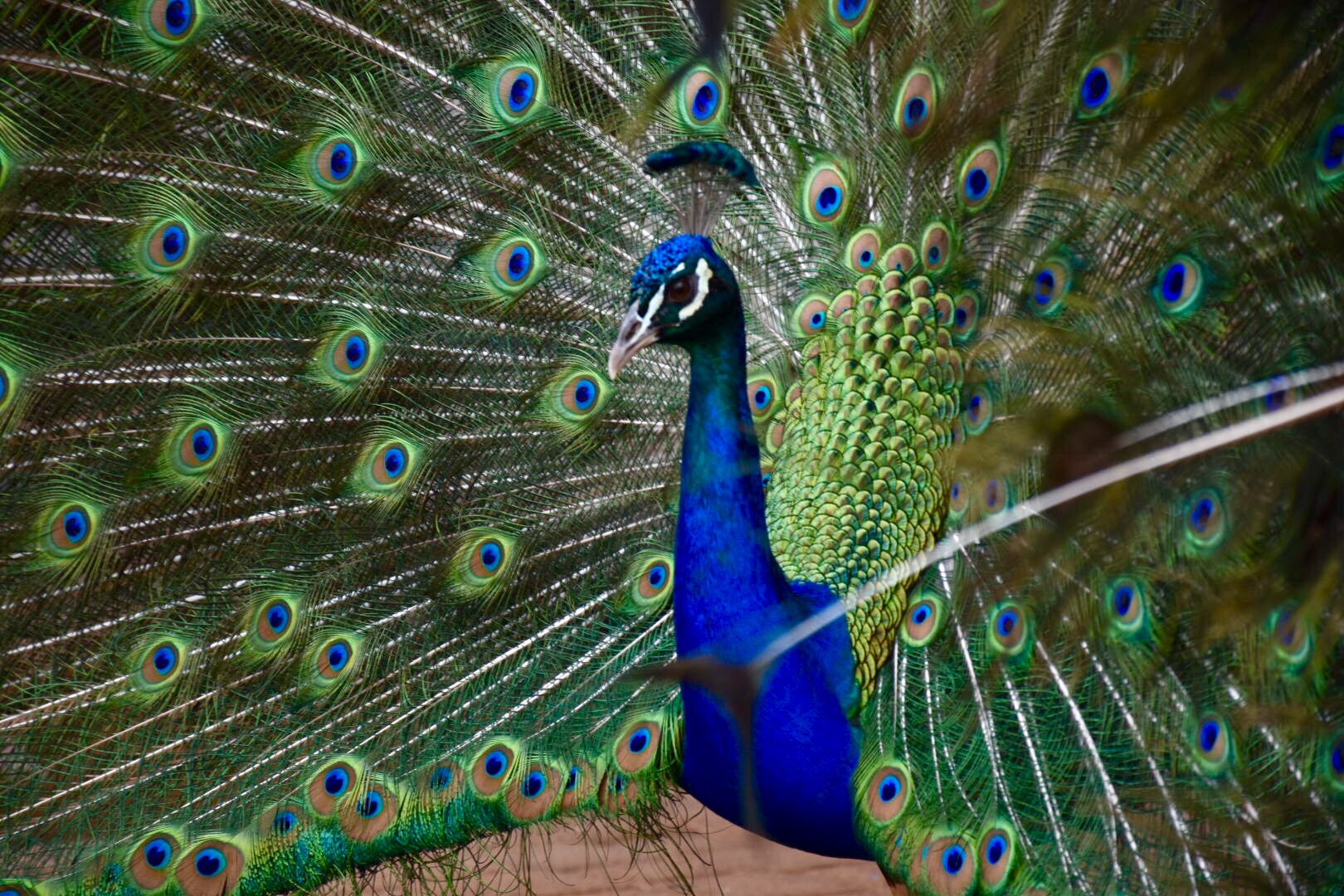 I'm sexy and I know it!