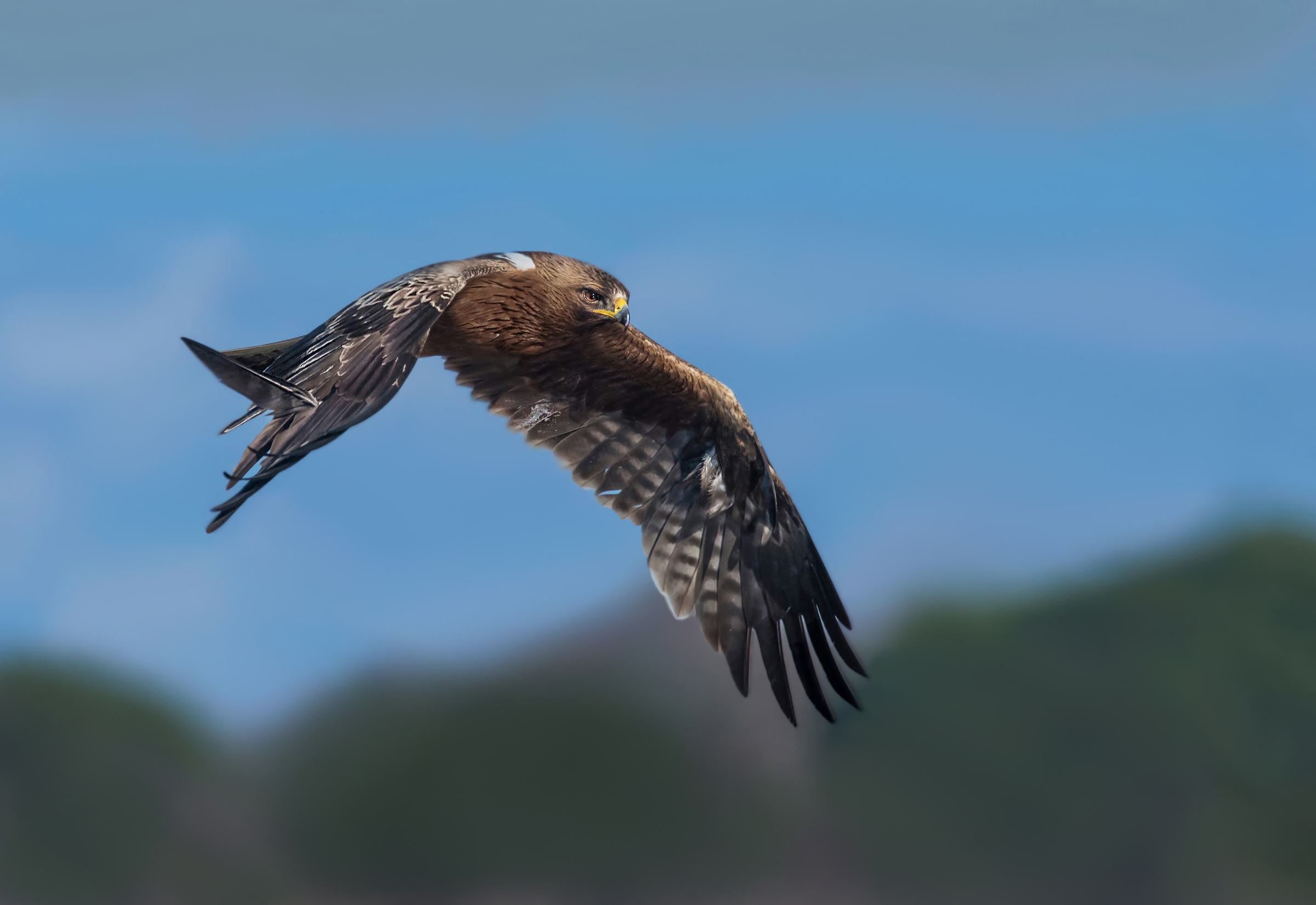 aquila minore in perlustrazione