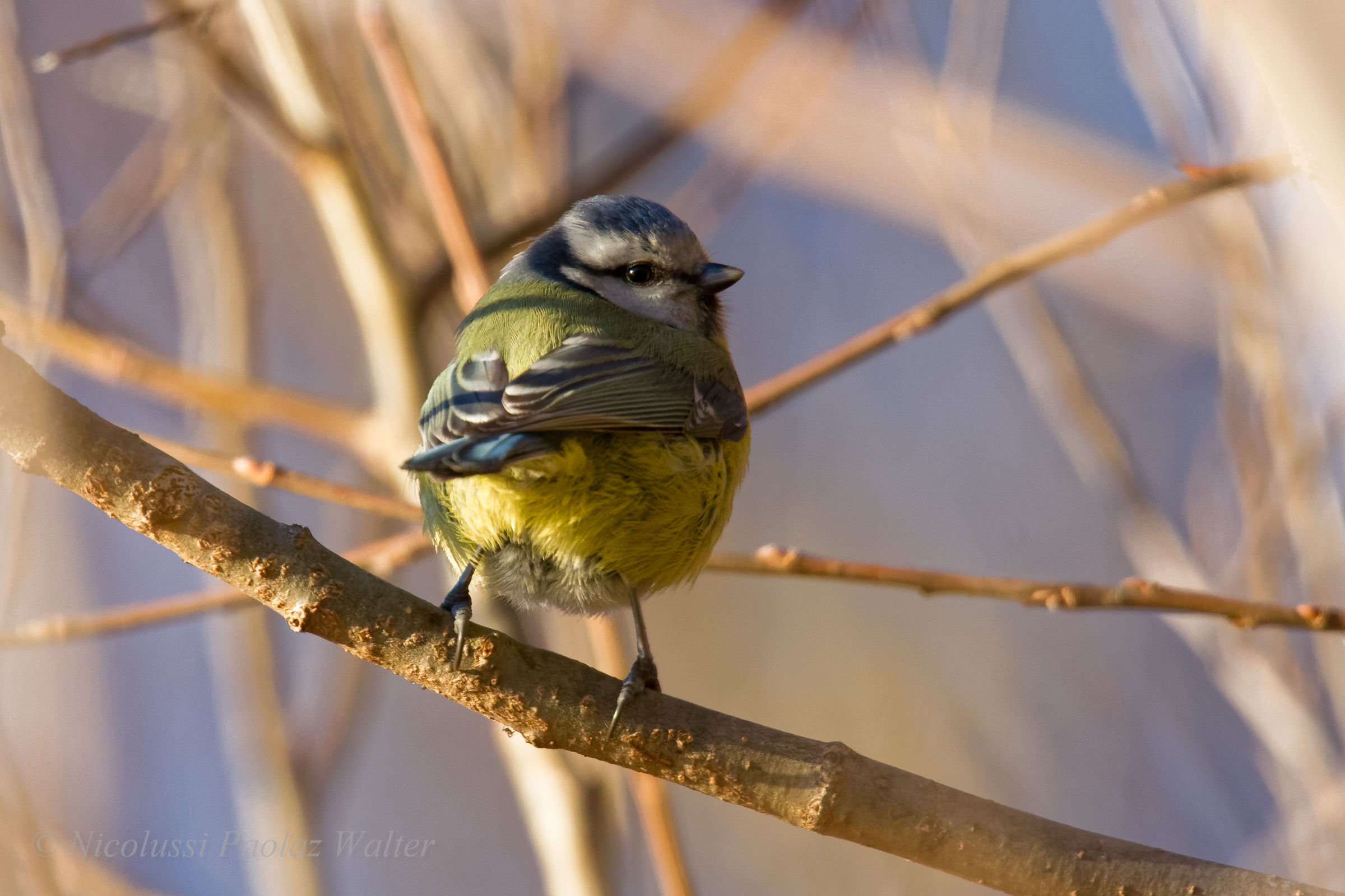 Blue Tit
