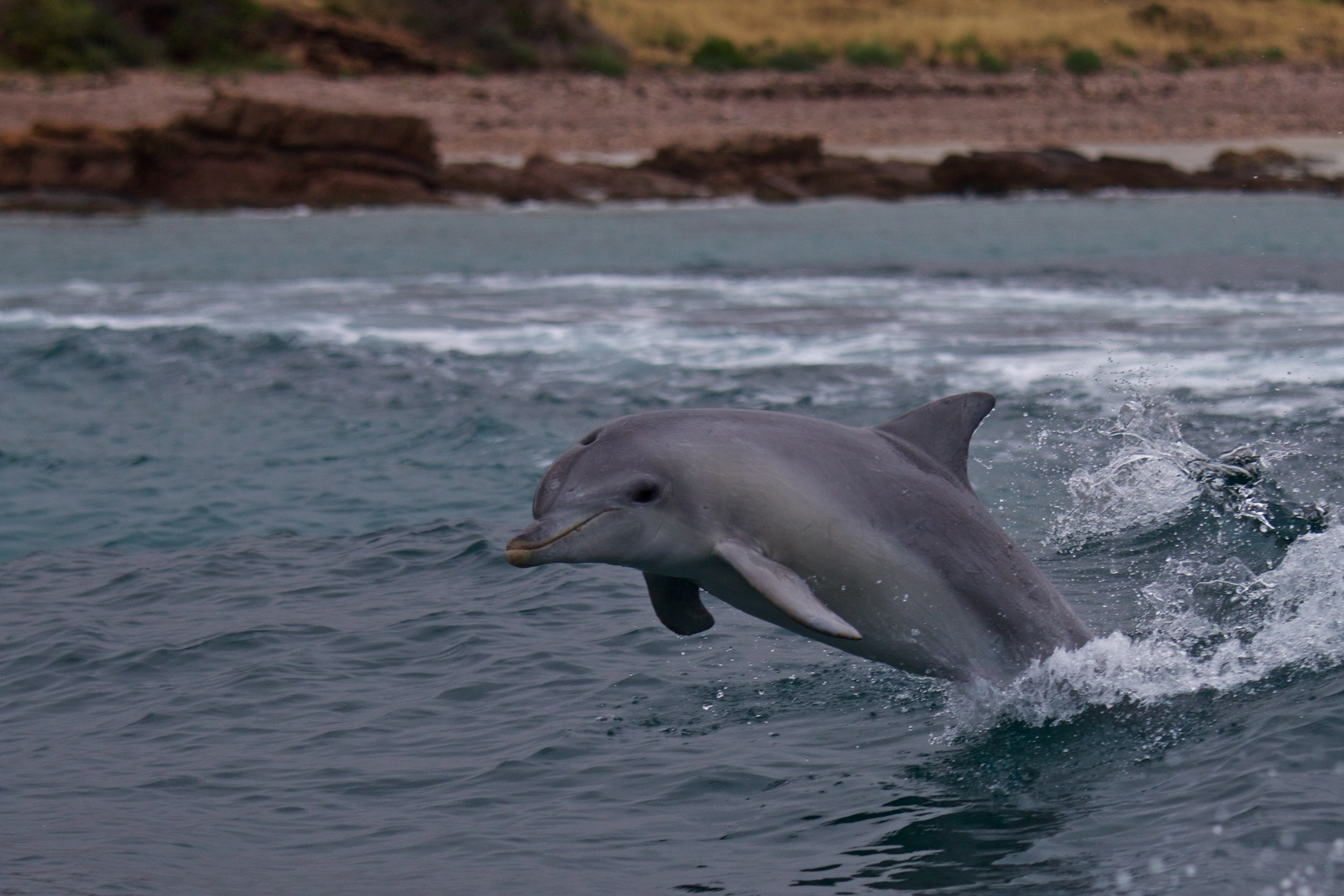 Delfino (Kangaroo Island)