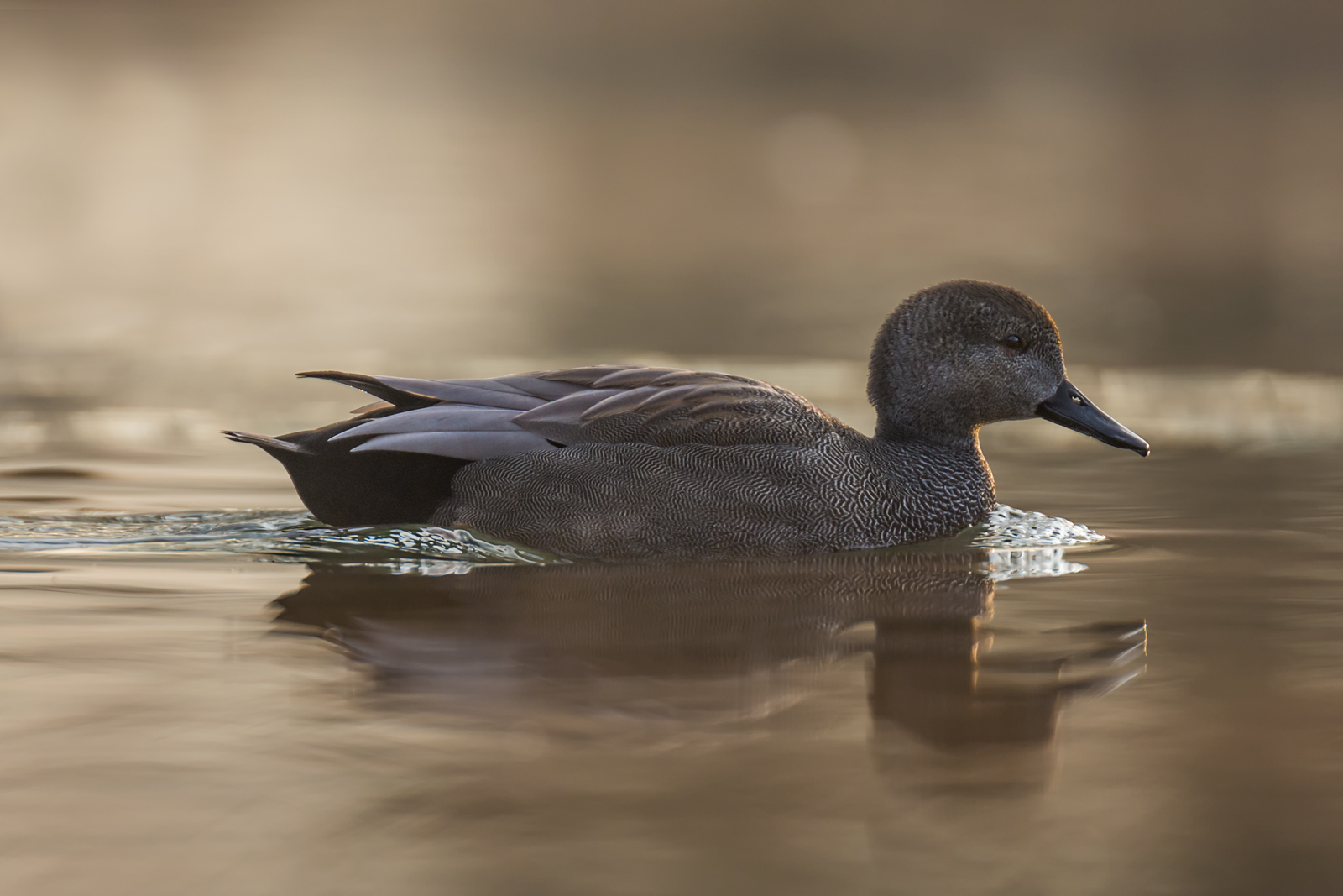 Gadwall