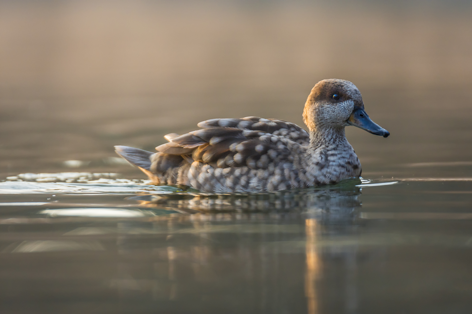 marbled duck