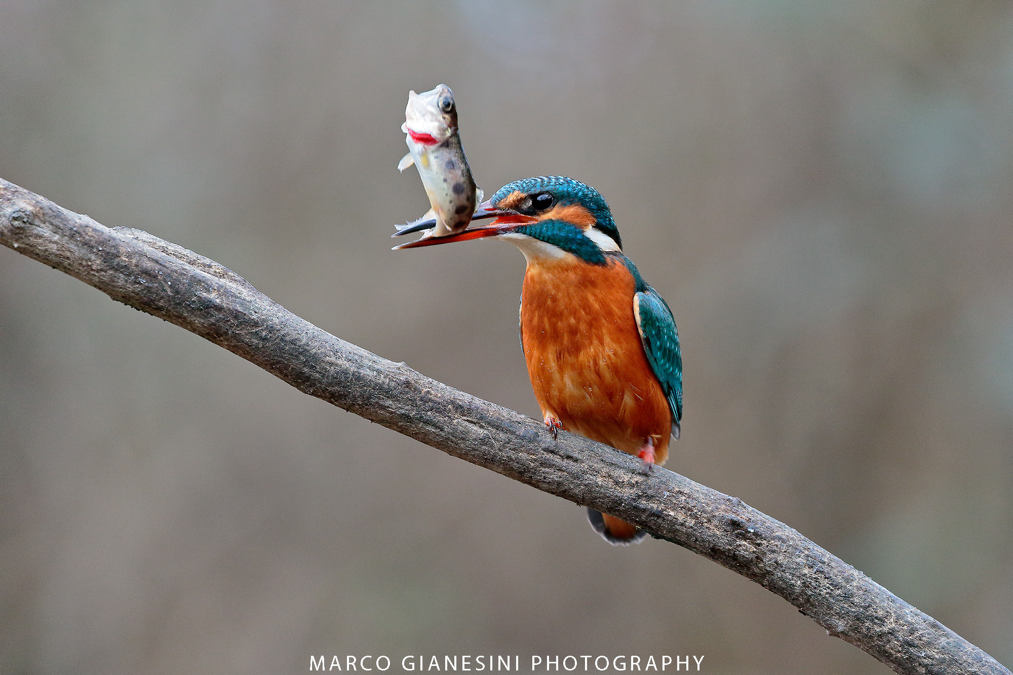 Kingfisher
