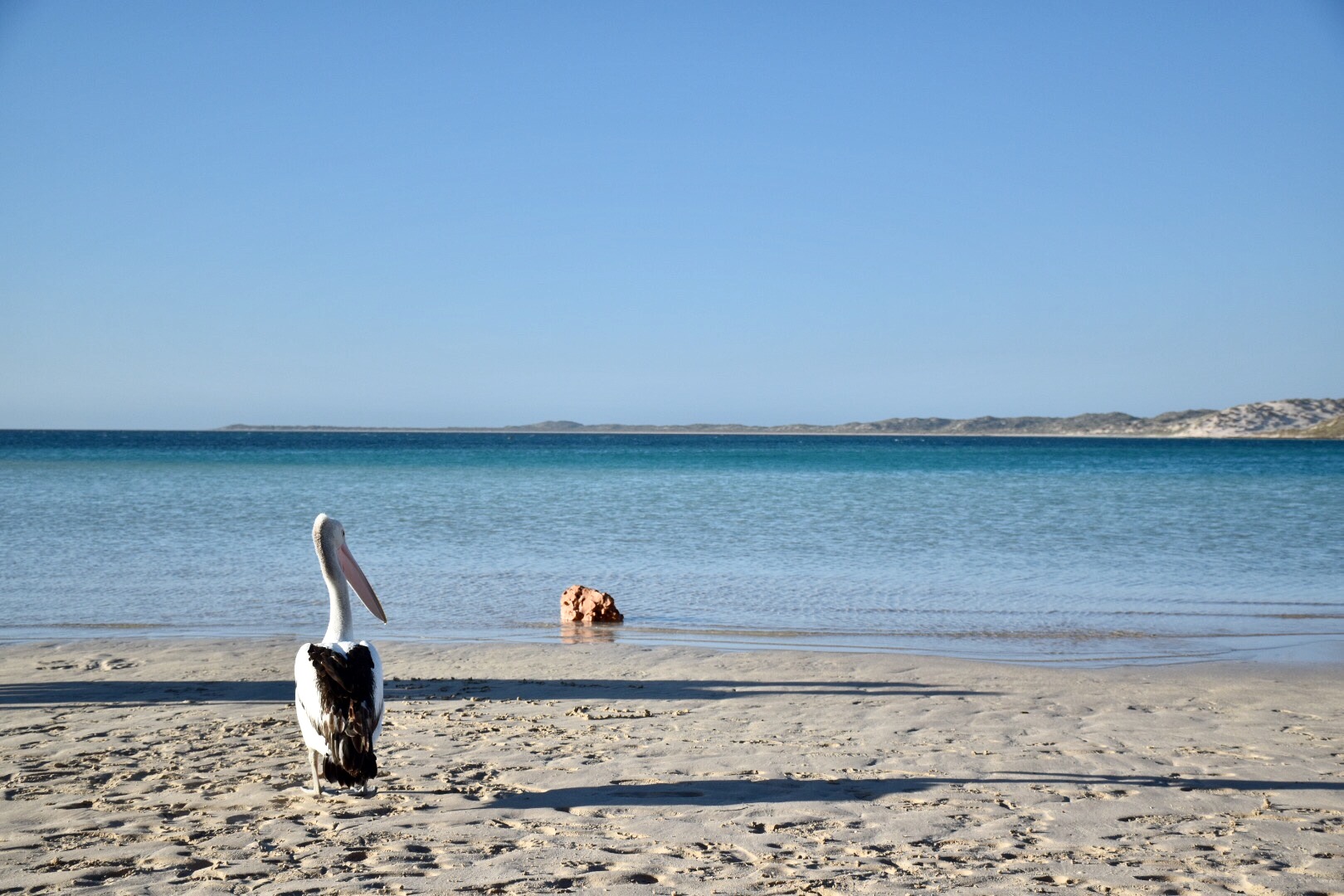 Pellicano a coral Bay