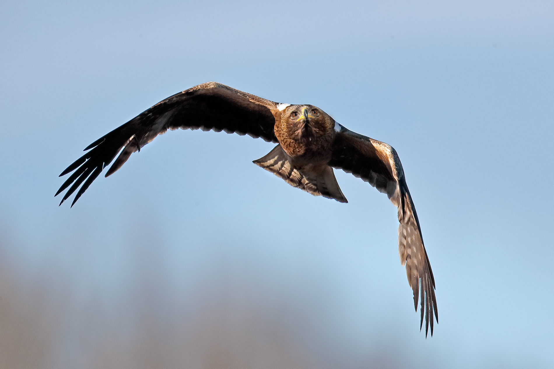 Aquila less dark phase