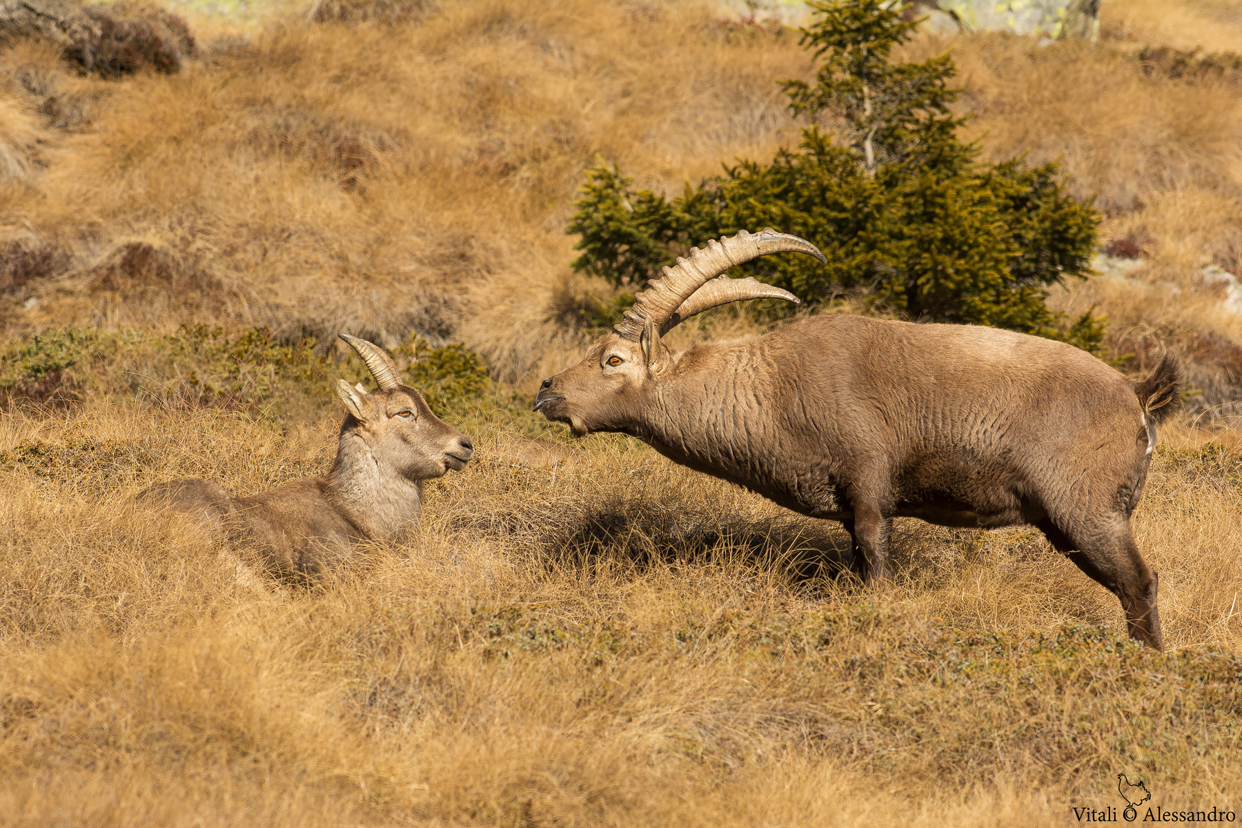 Ibex in love .........