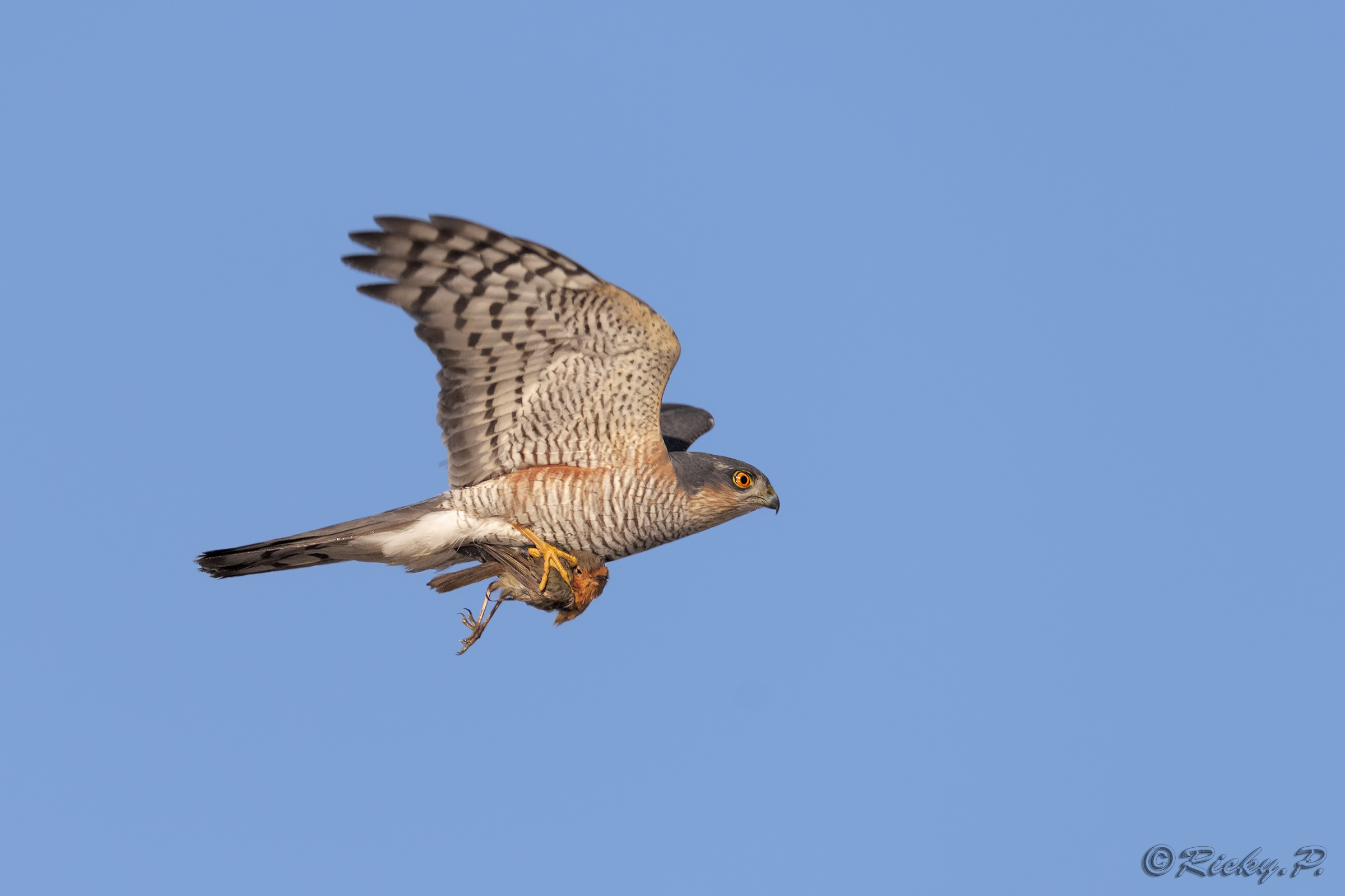 La fine del Pettirosso