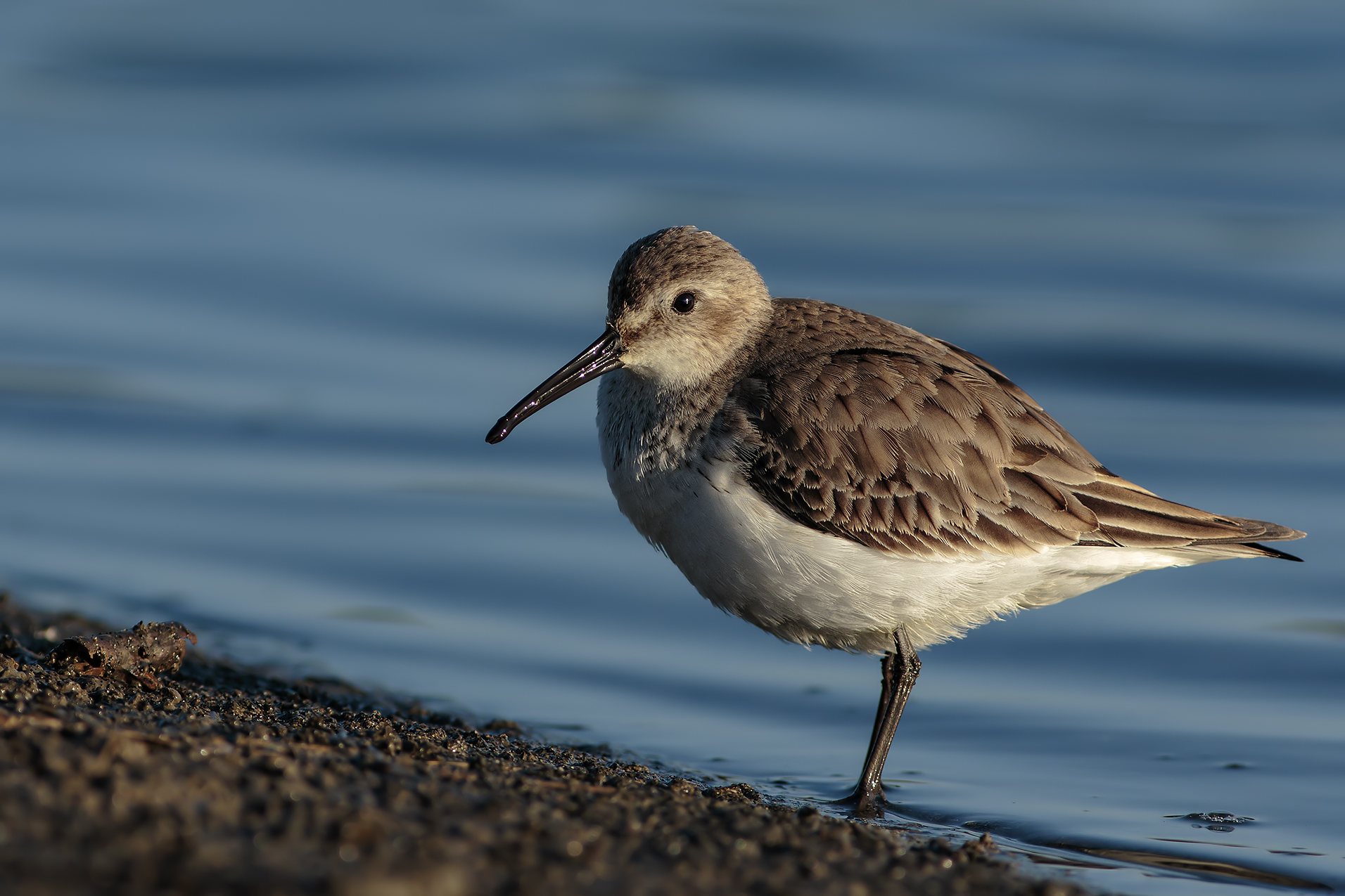 Dunlin