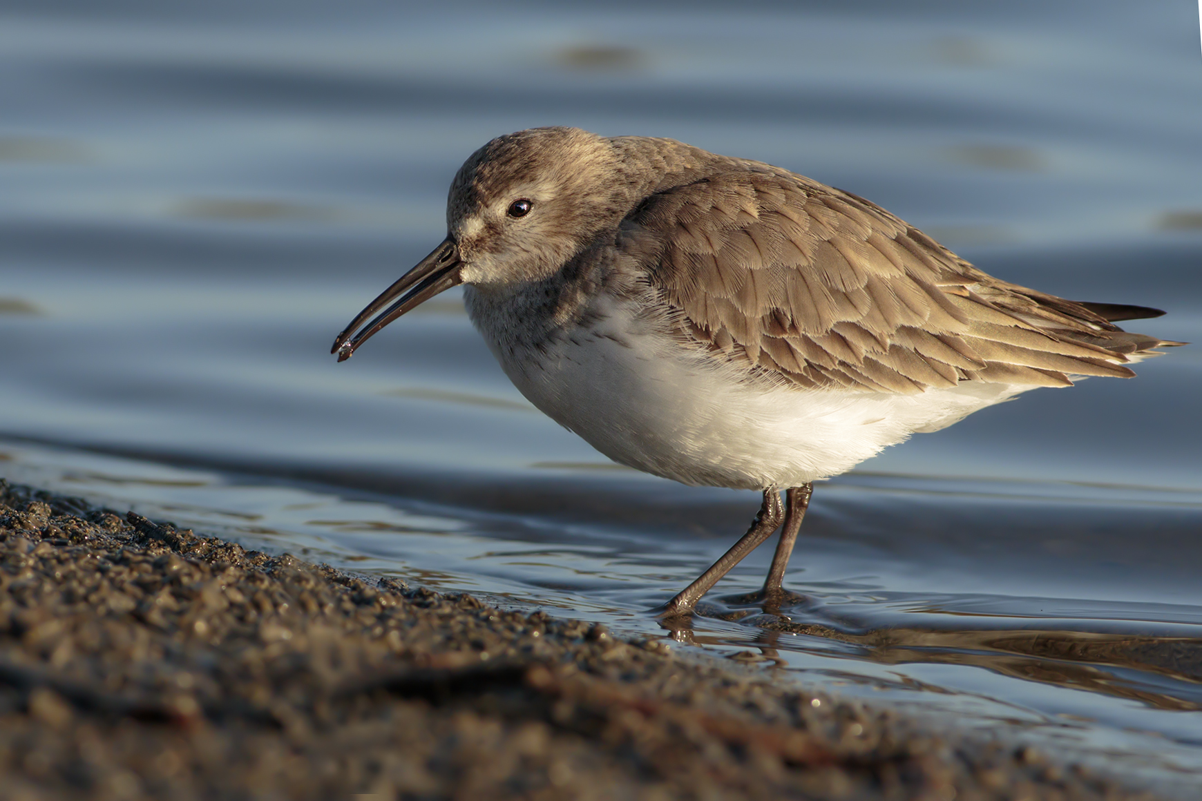 Dunlin