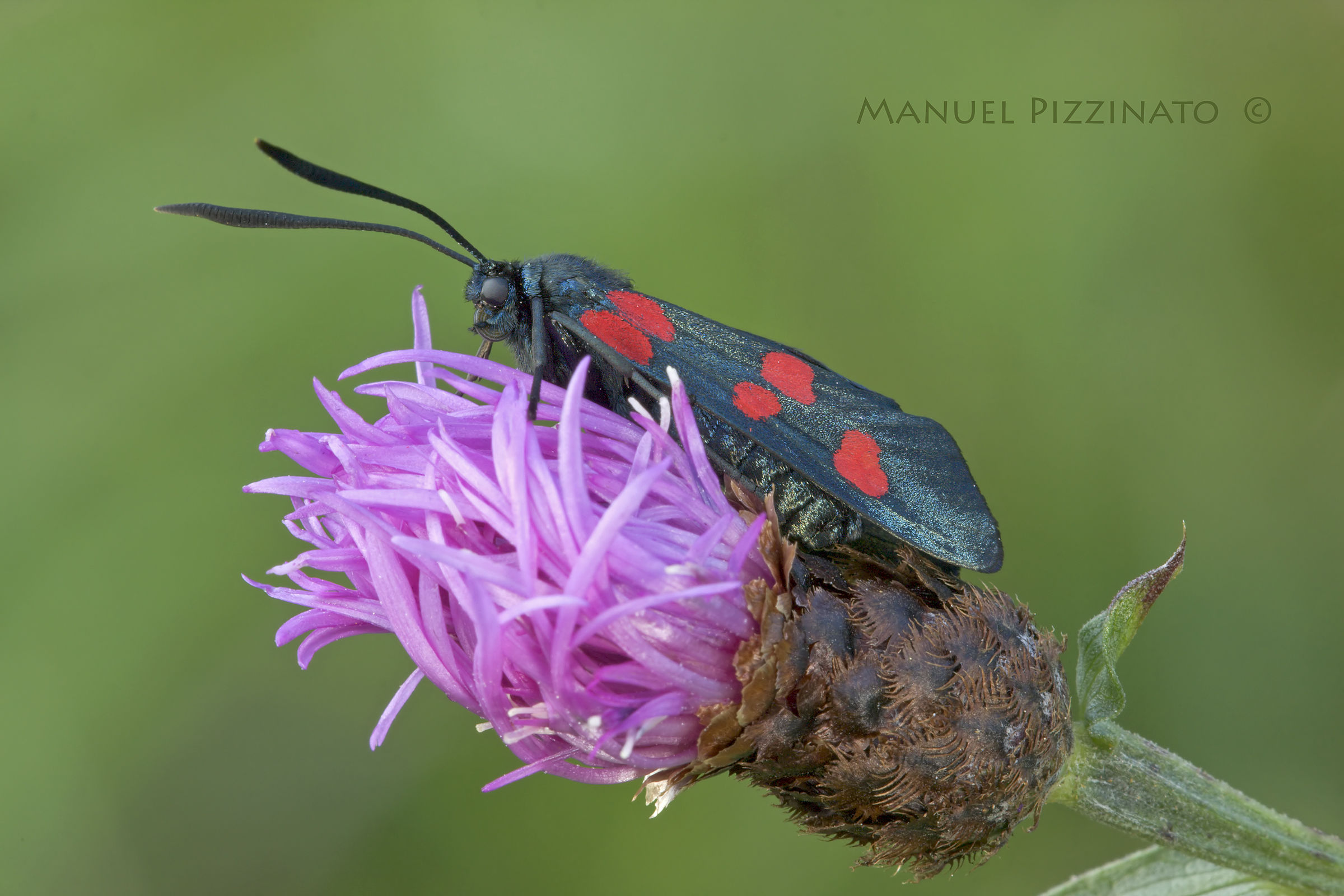 Zygaena