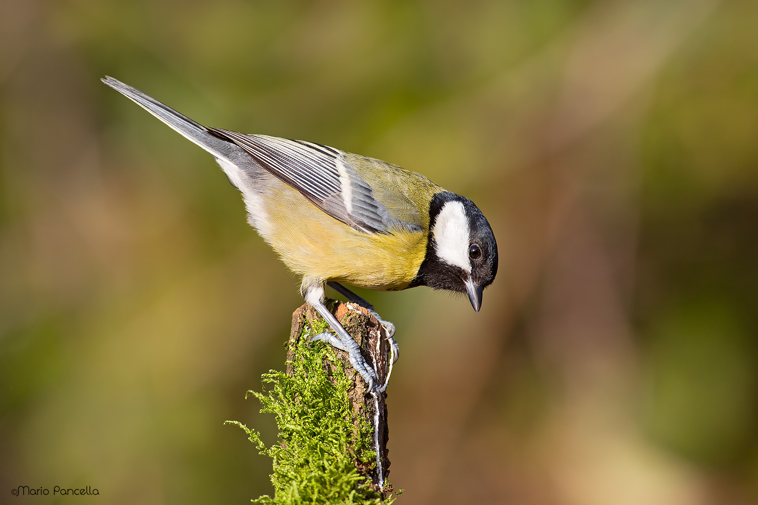 Great Tit (Parus major)