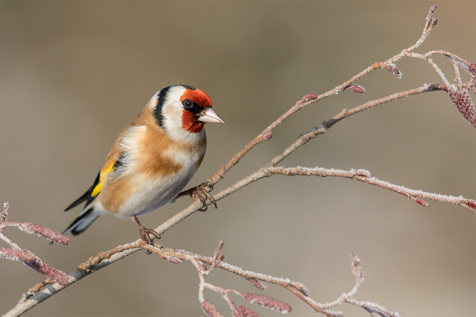cardellino (Carduelis carduelis)