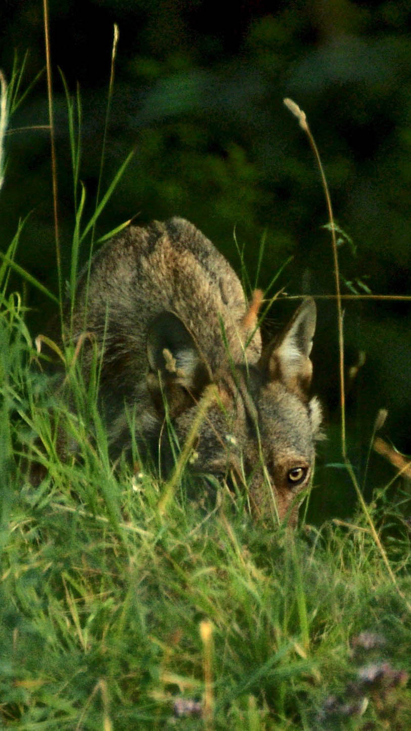 Lupo della Majella 2