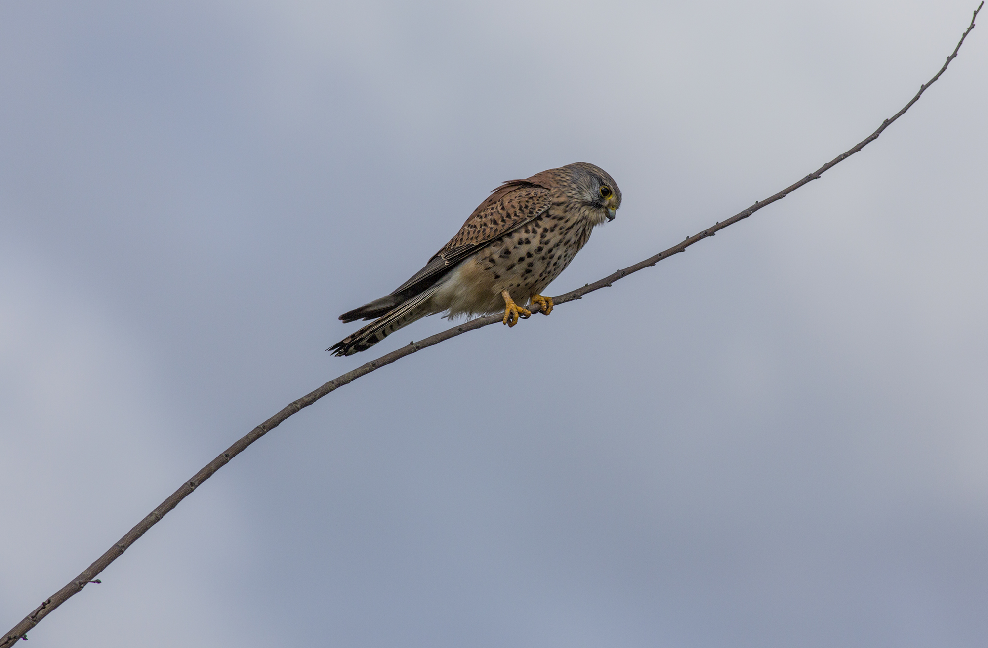kestrel