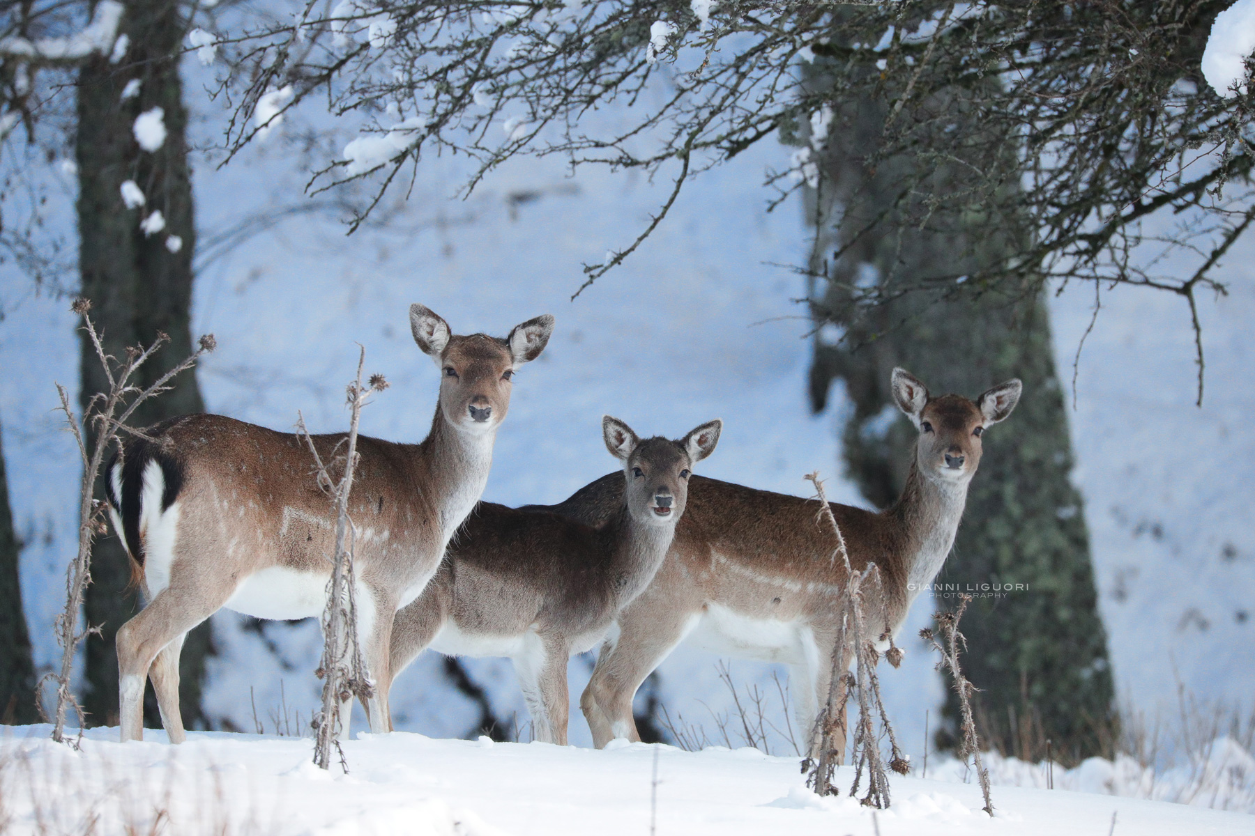 Deer on ahead in the snow.