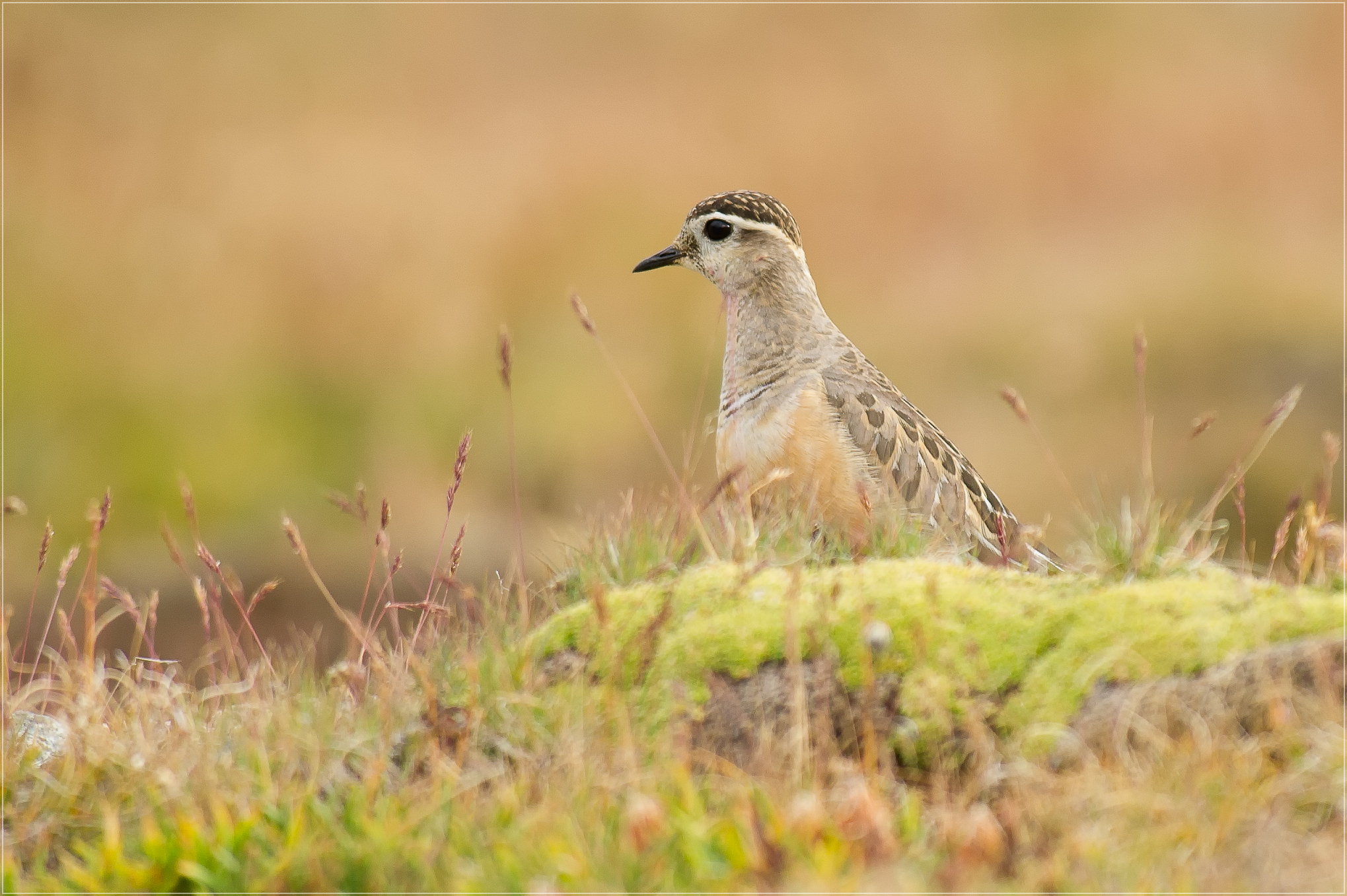 Dotterel
