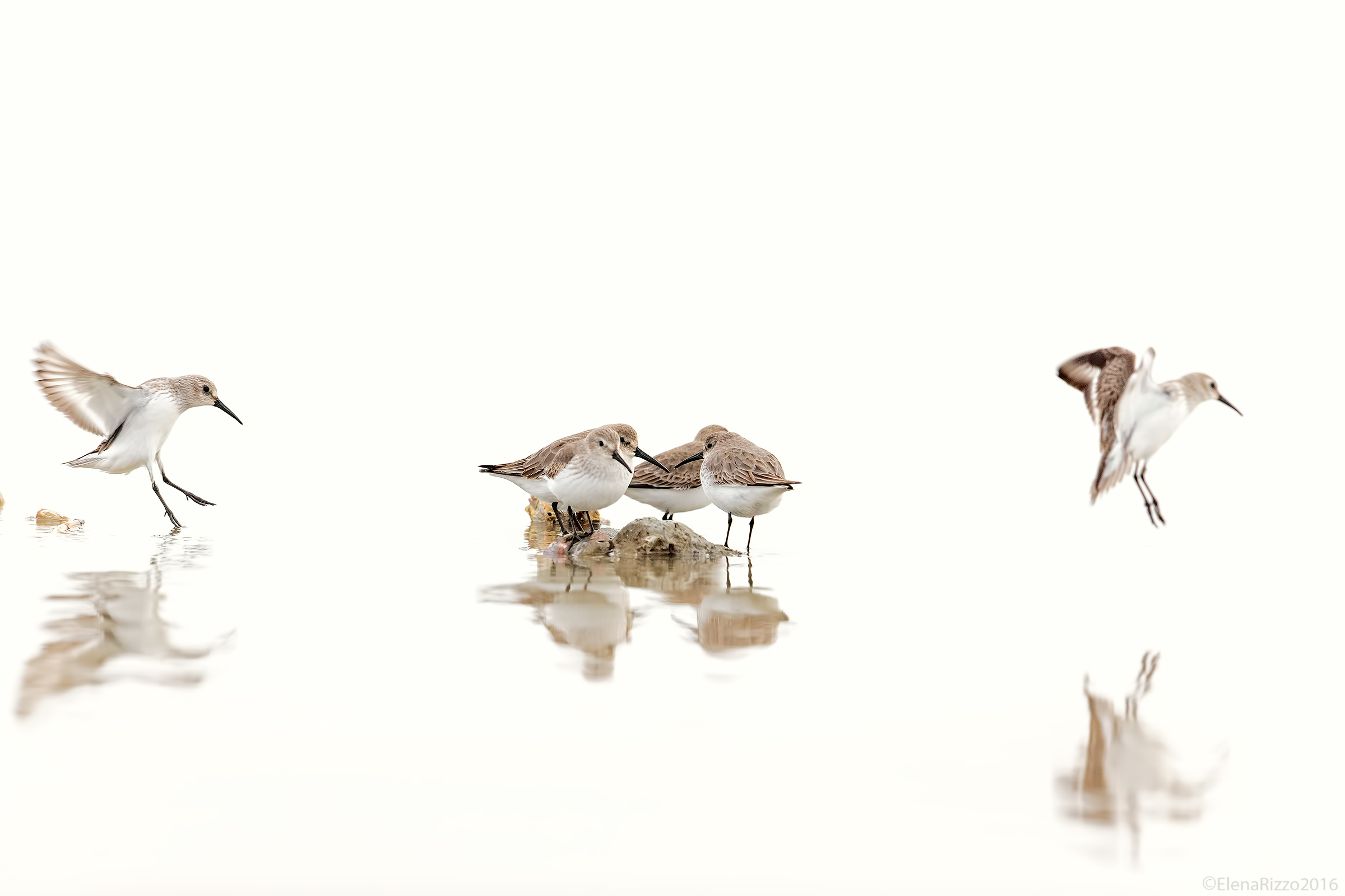 Piovanello pancianera