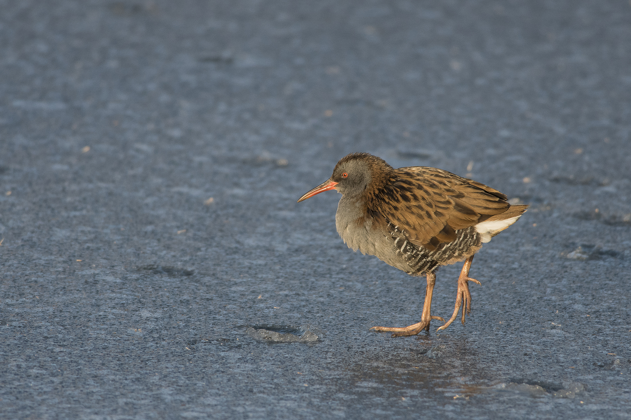 Water Rail