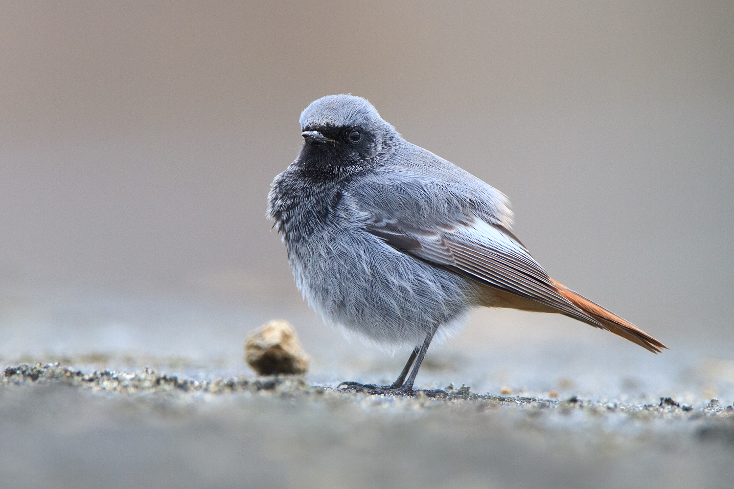 Black Redstart male