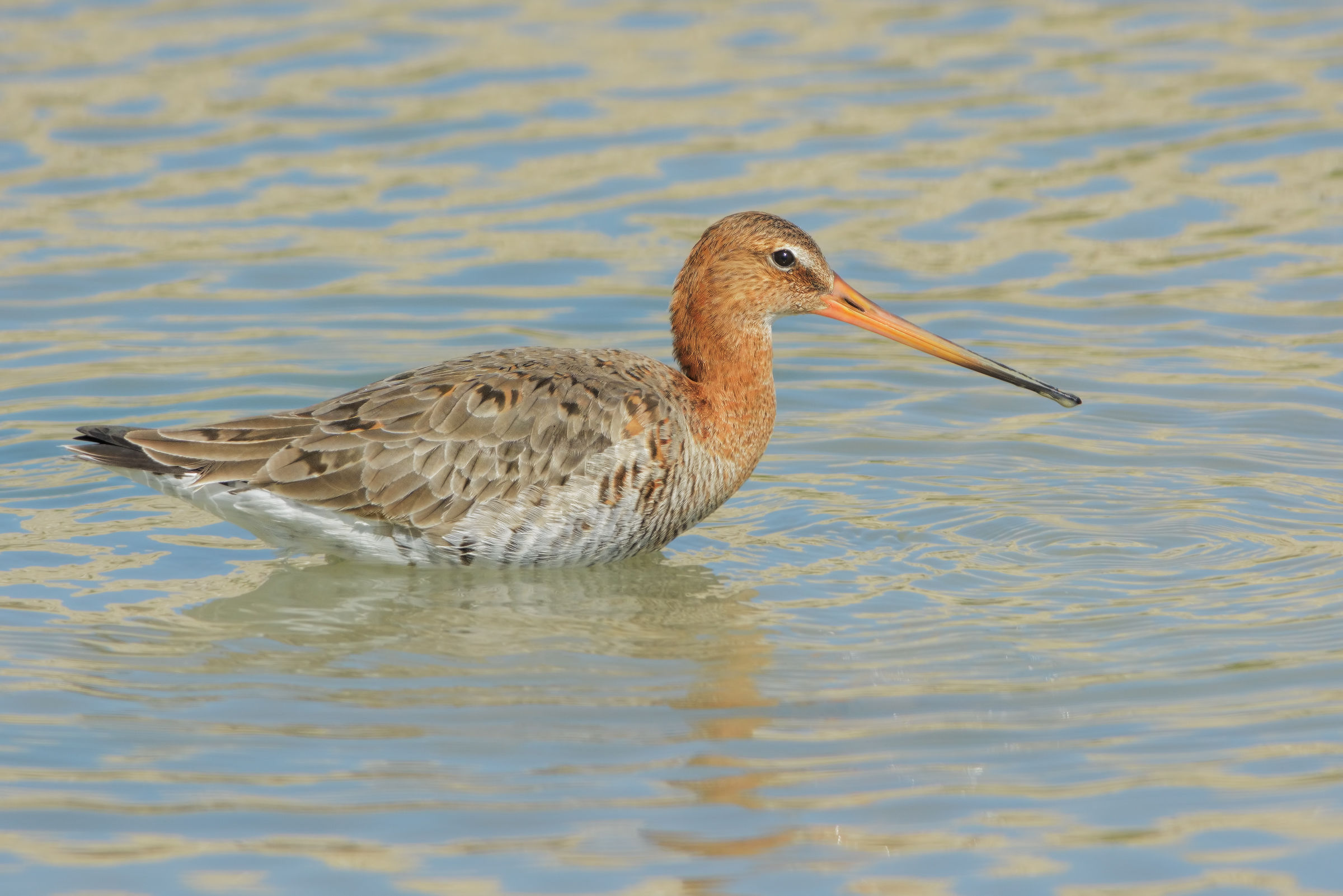 Pittima reale (Limosa limosa)