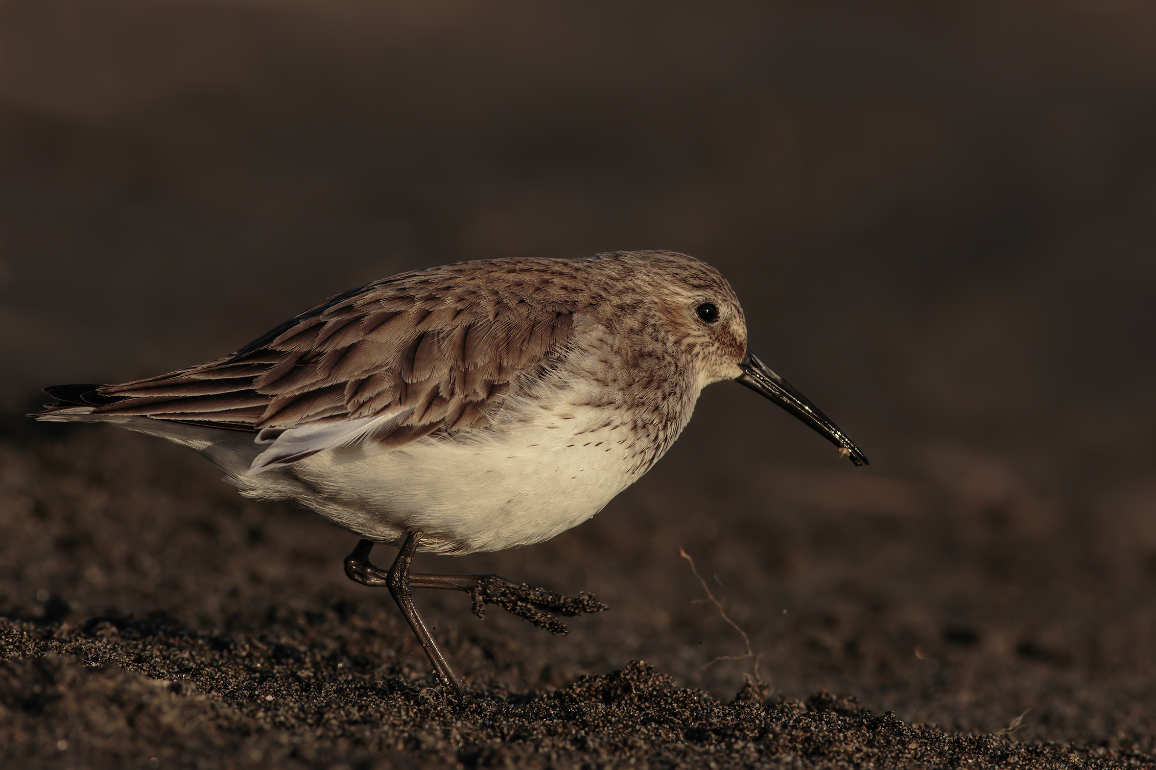 Dunlin