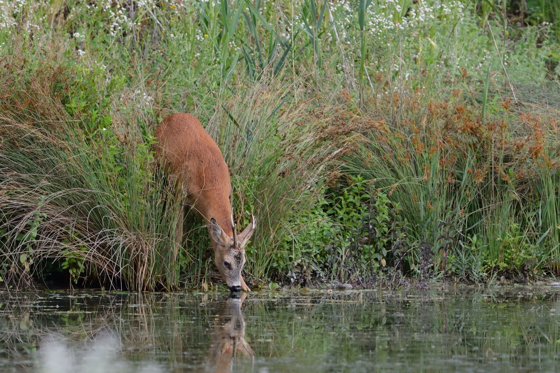 Capriolo all'abbeverata.